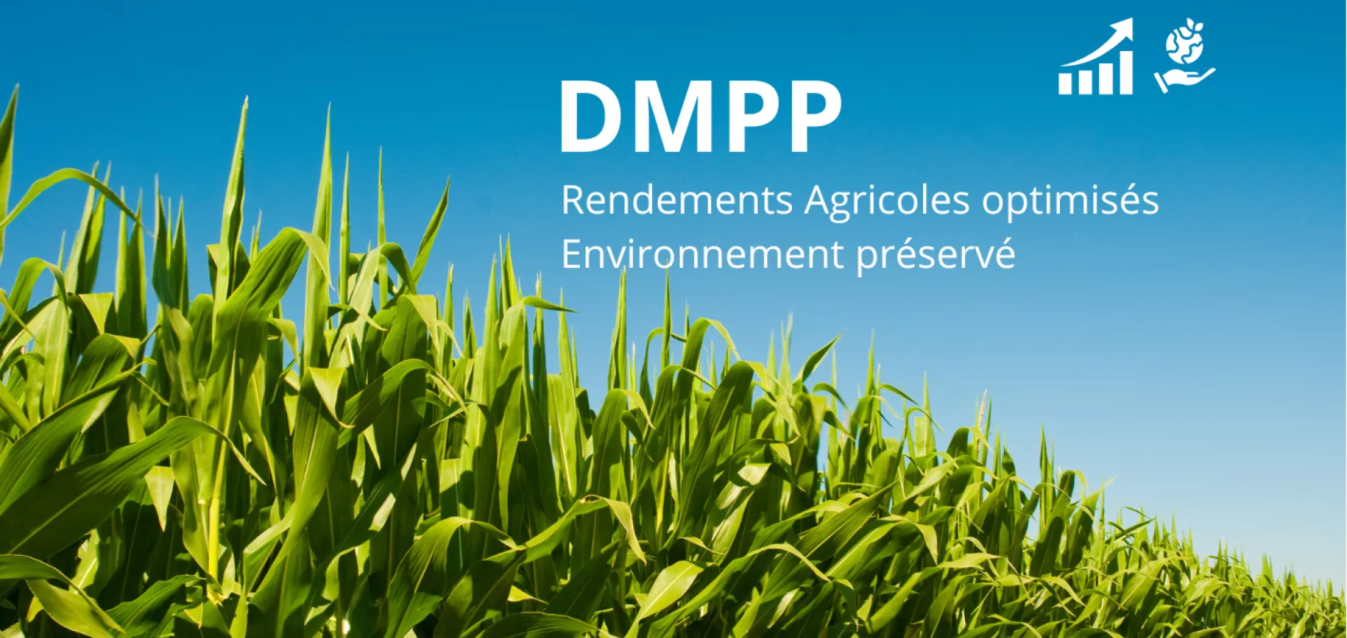 DMPP régulateur de nitrification 