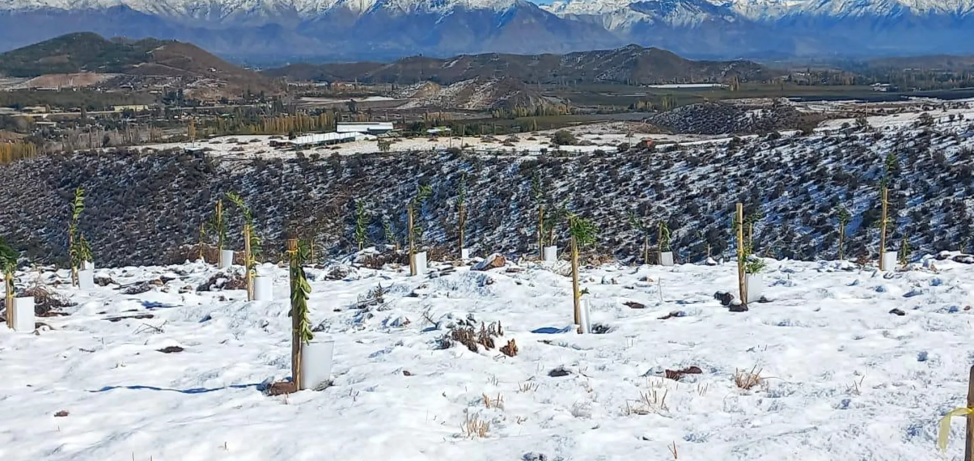 como-proteger-tus-cultivos-del-frio