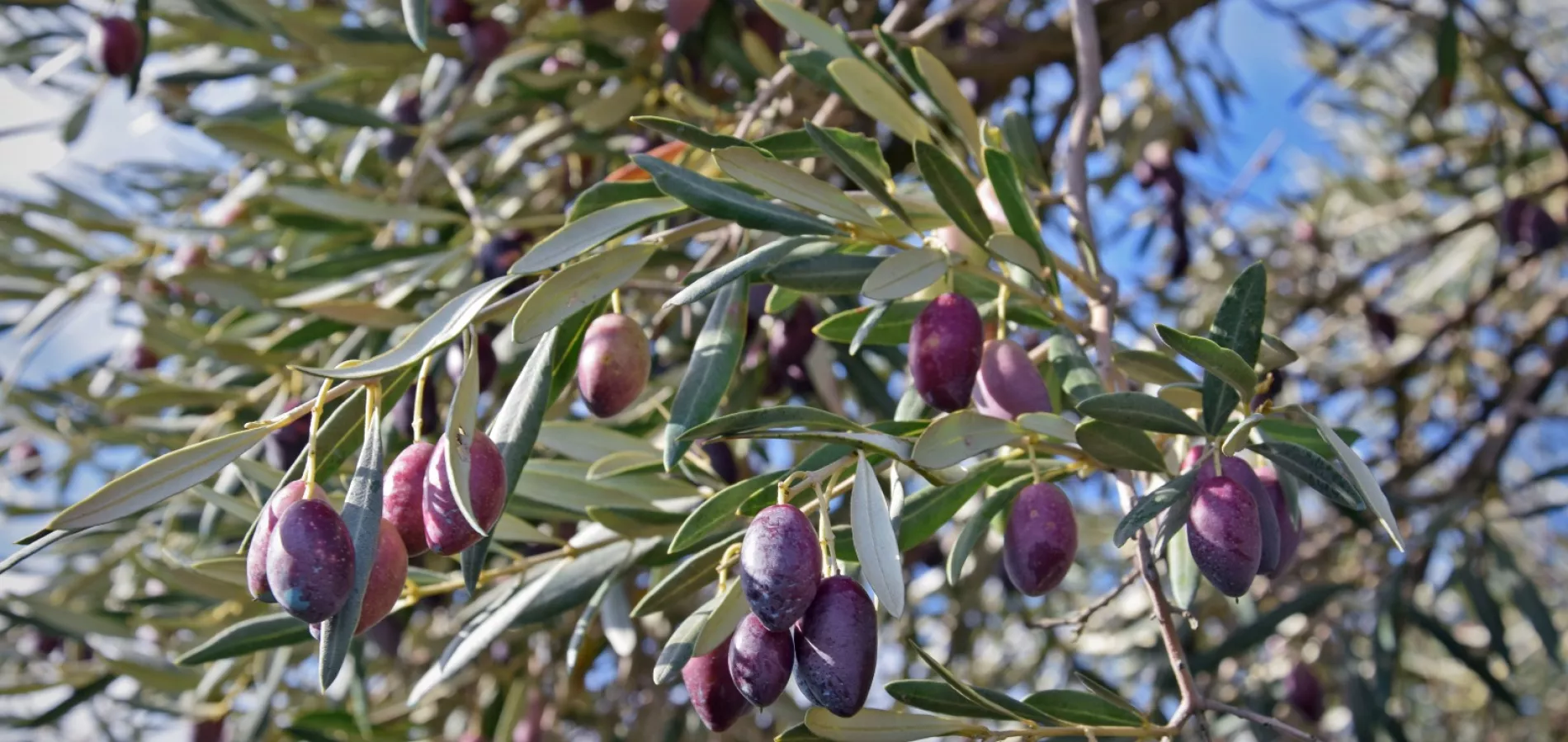 Rendimiento graso de la aceituna