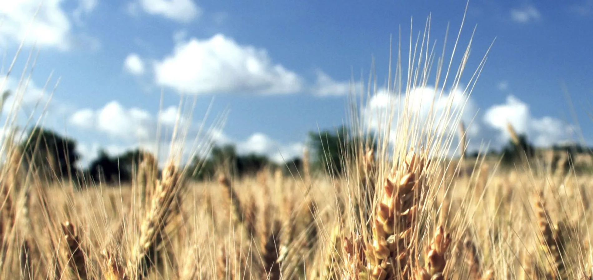 field crops wheat_v