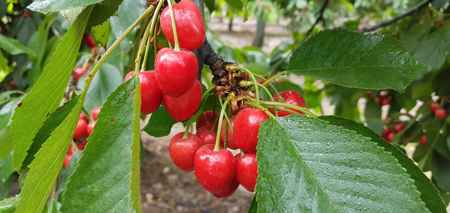 stone fruits cherry-title