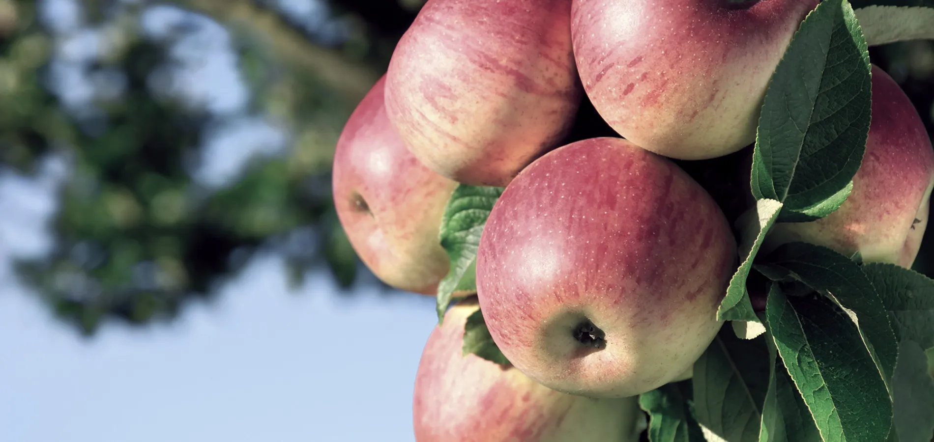 pome fruits apple-title