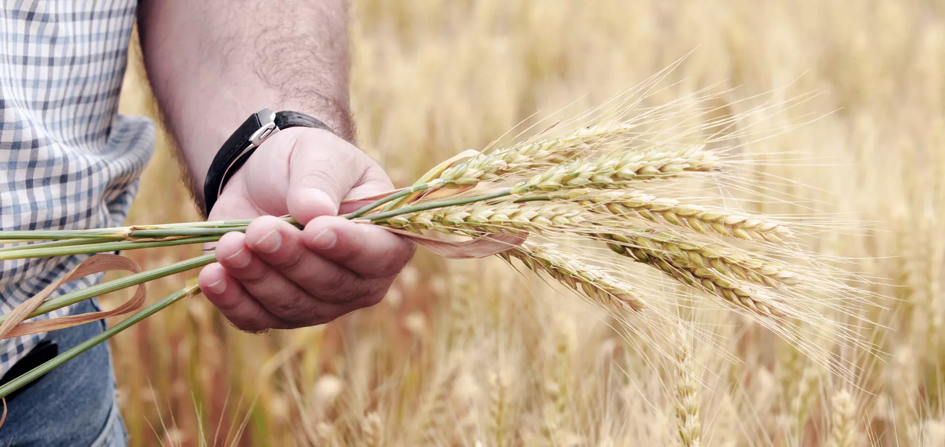 man holding field crops