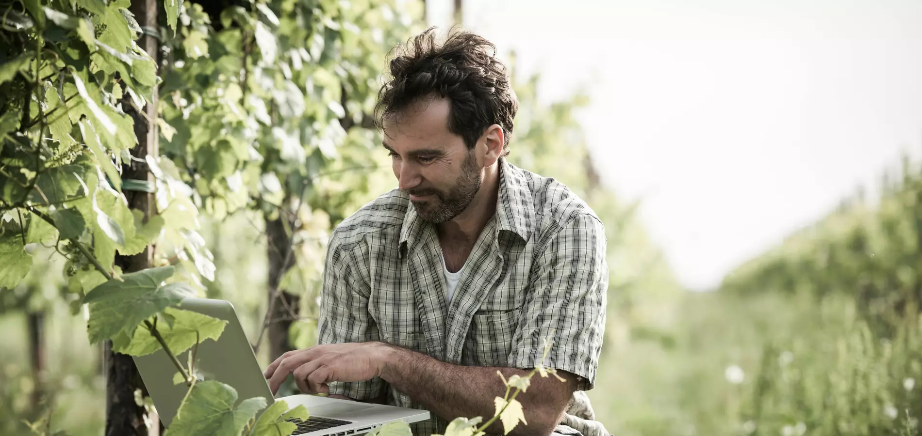 Man in the vineyard, looking at computer