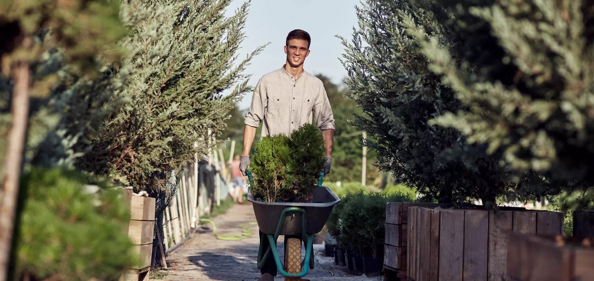 Man drives little tree in the wheelbarrow