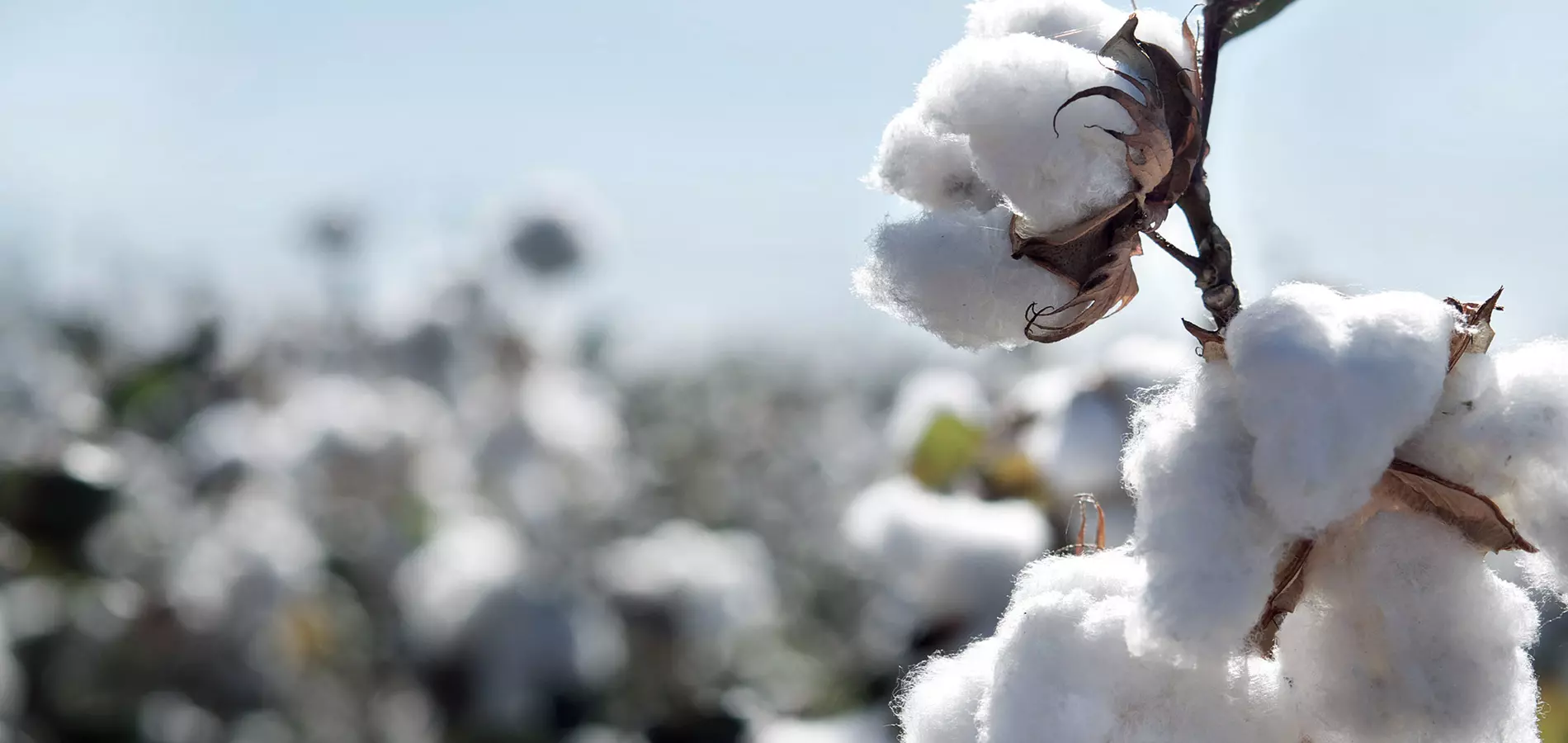 Cotton close up