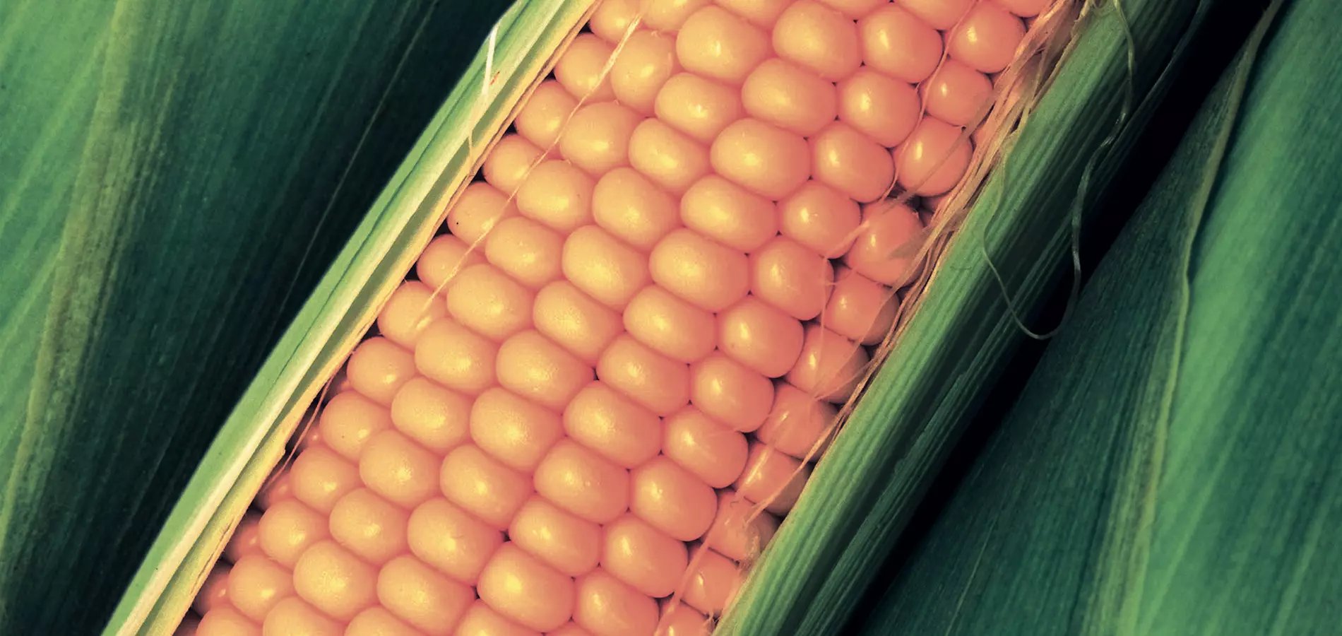 Maize close up