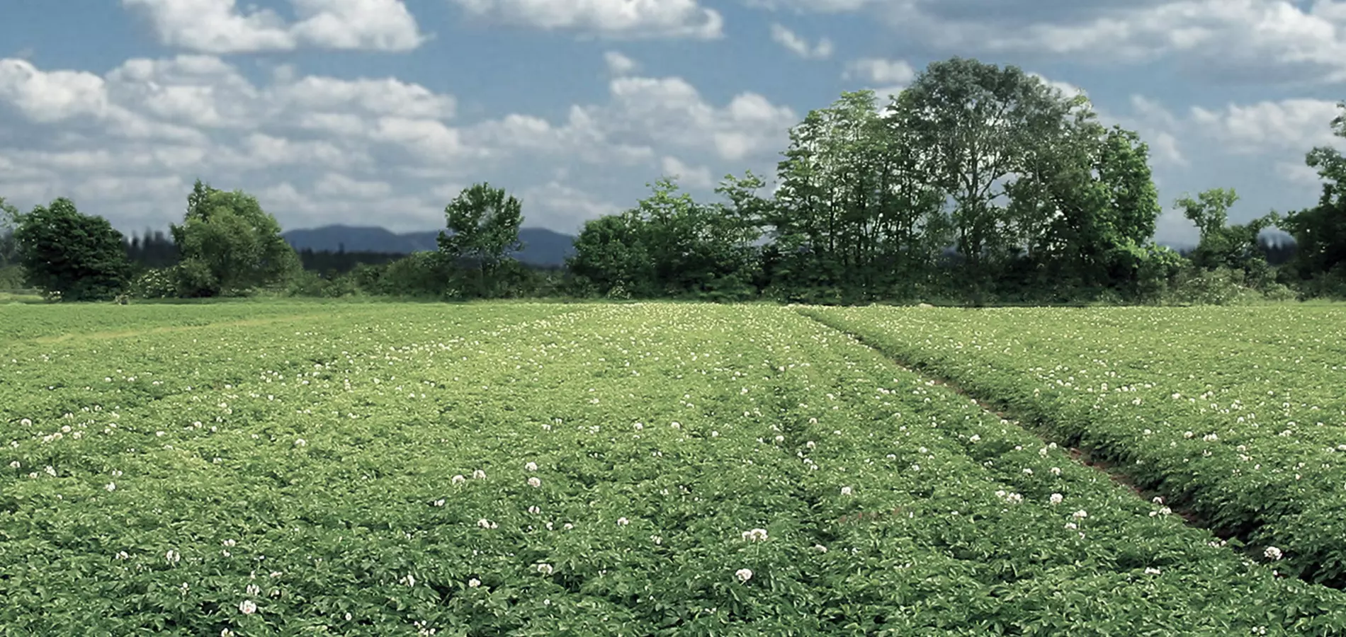 Potatoes production v