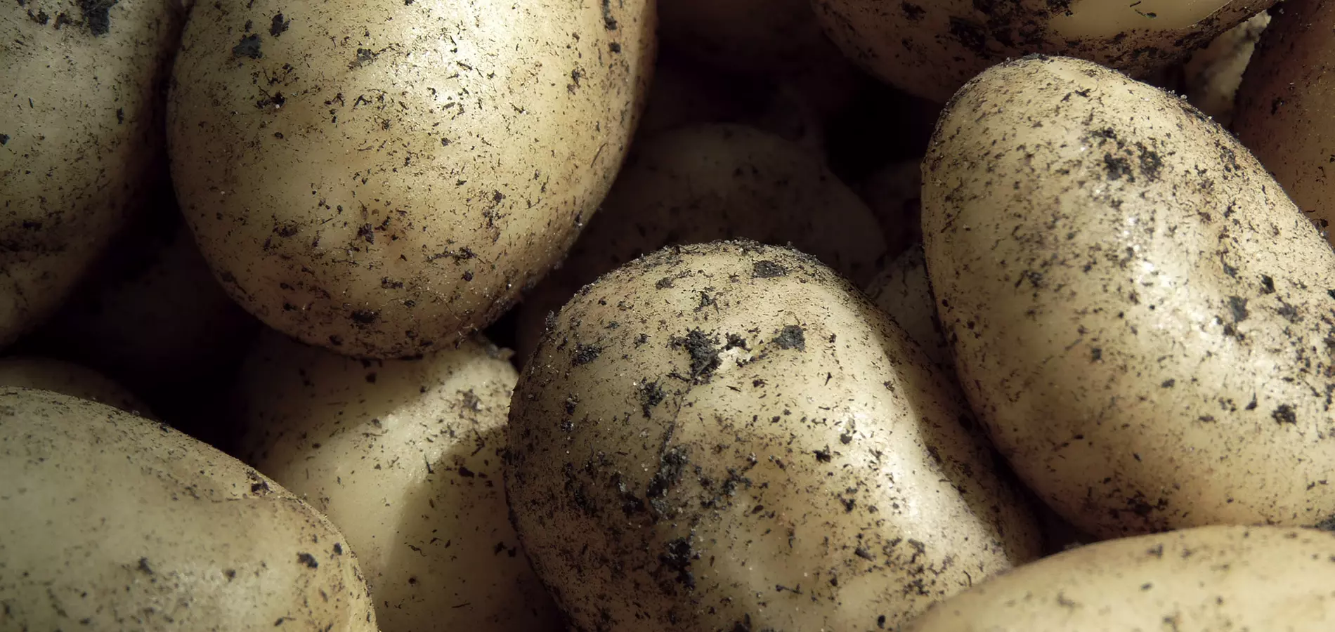 Potatoes close up