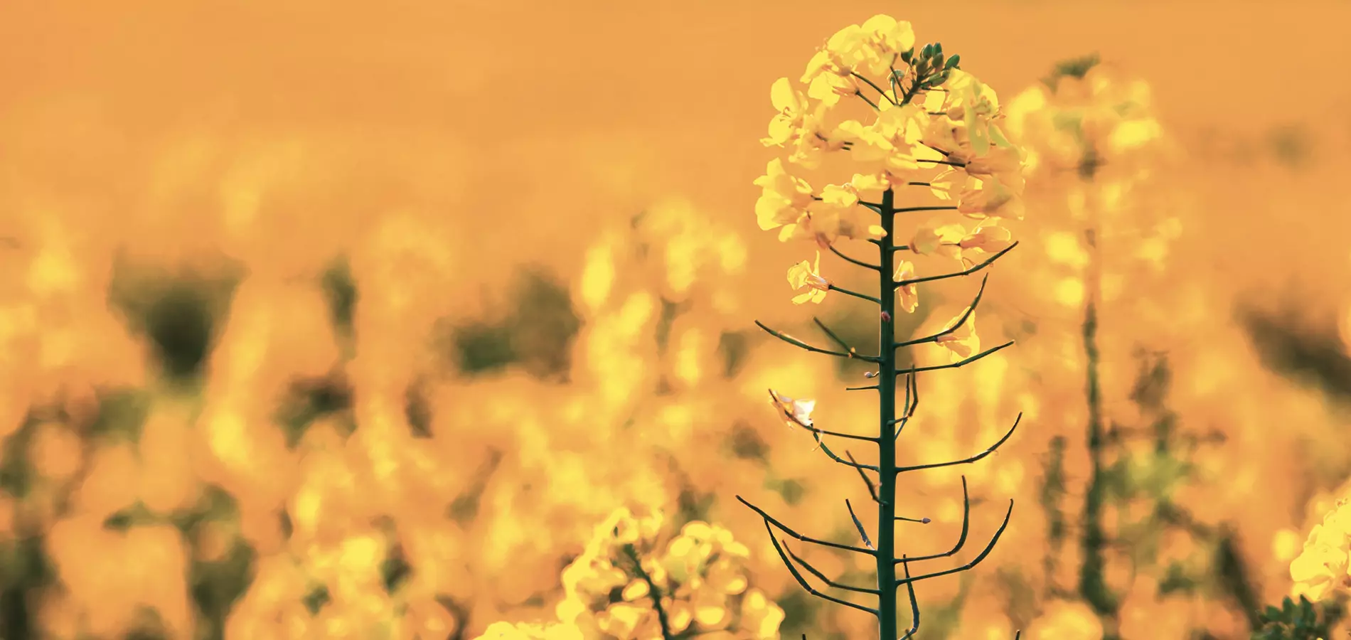 Rapeseed close up