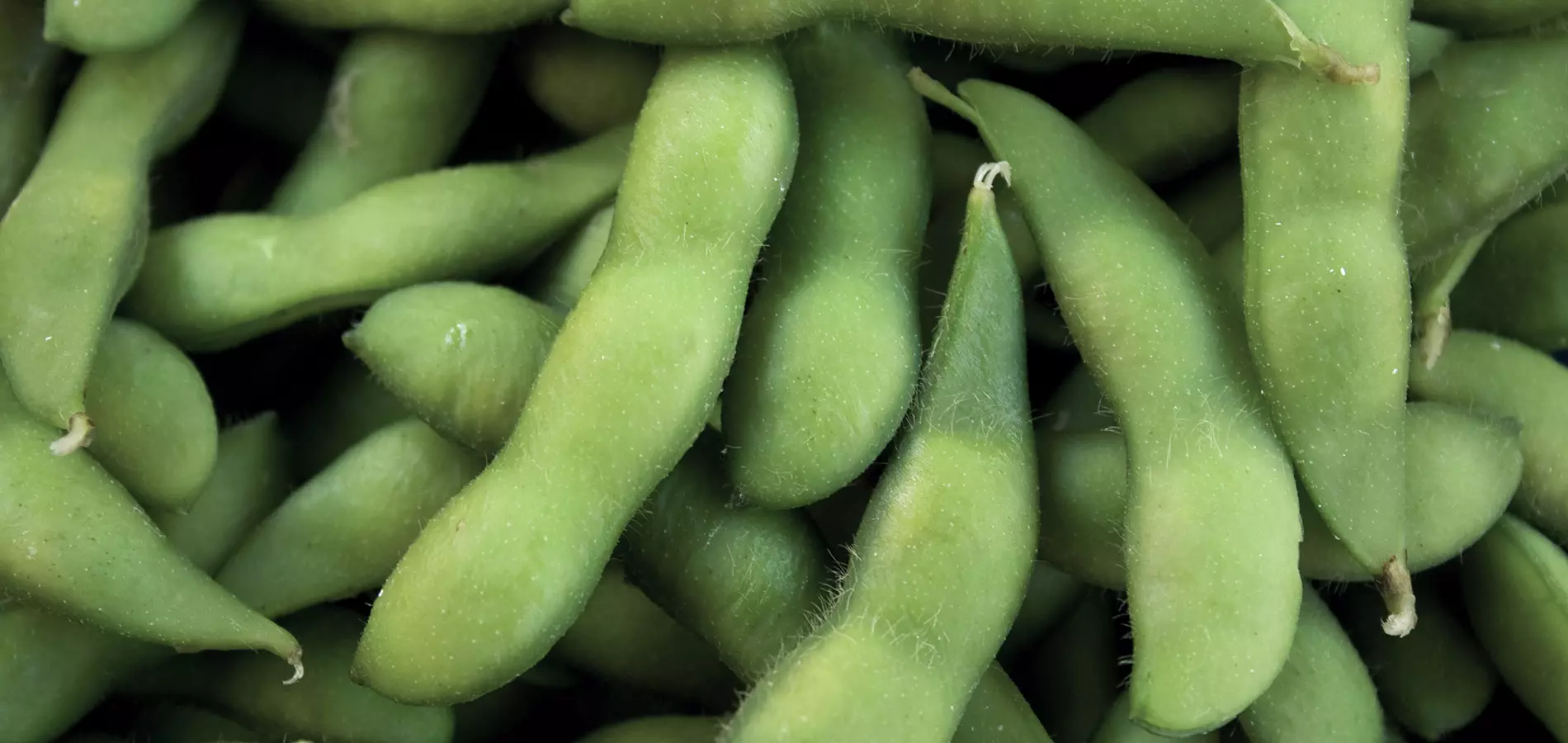 Soybeans close up