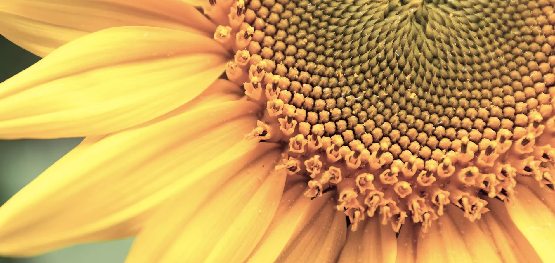 Sunflower title