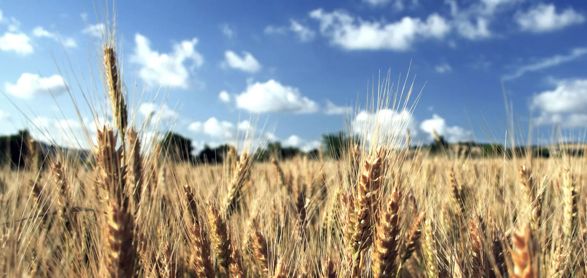 Wheat production h