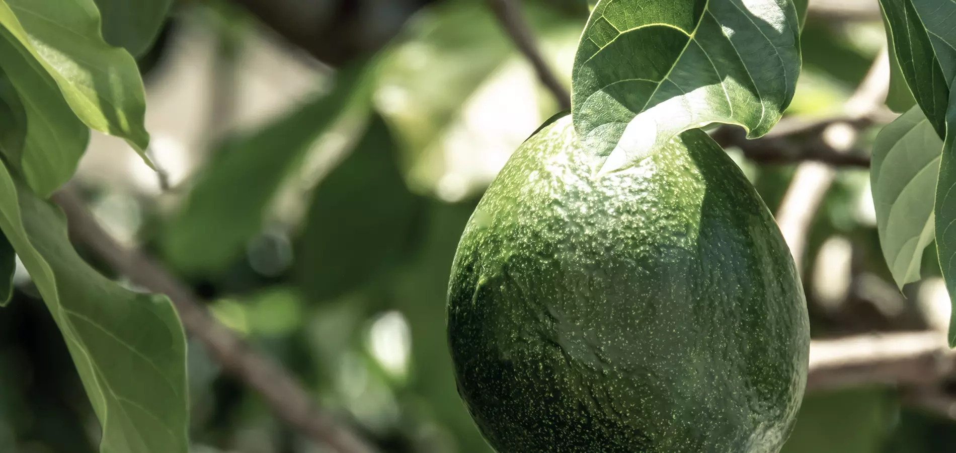 Avocado close up