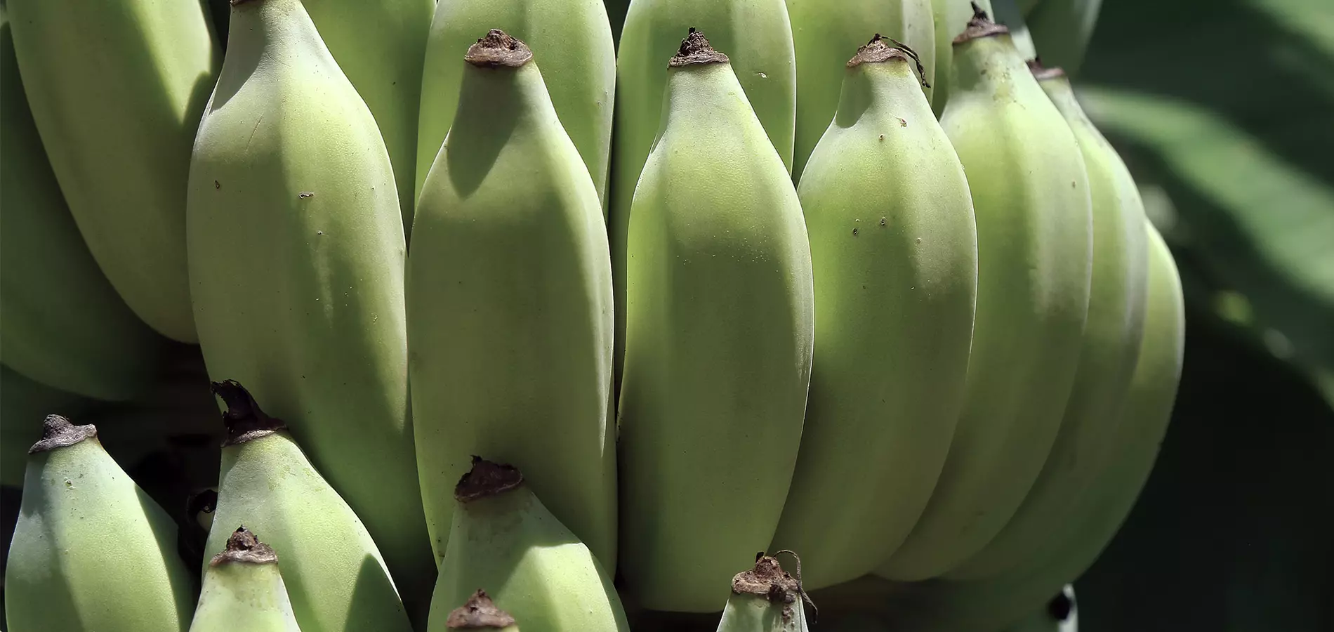 Banana close up