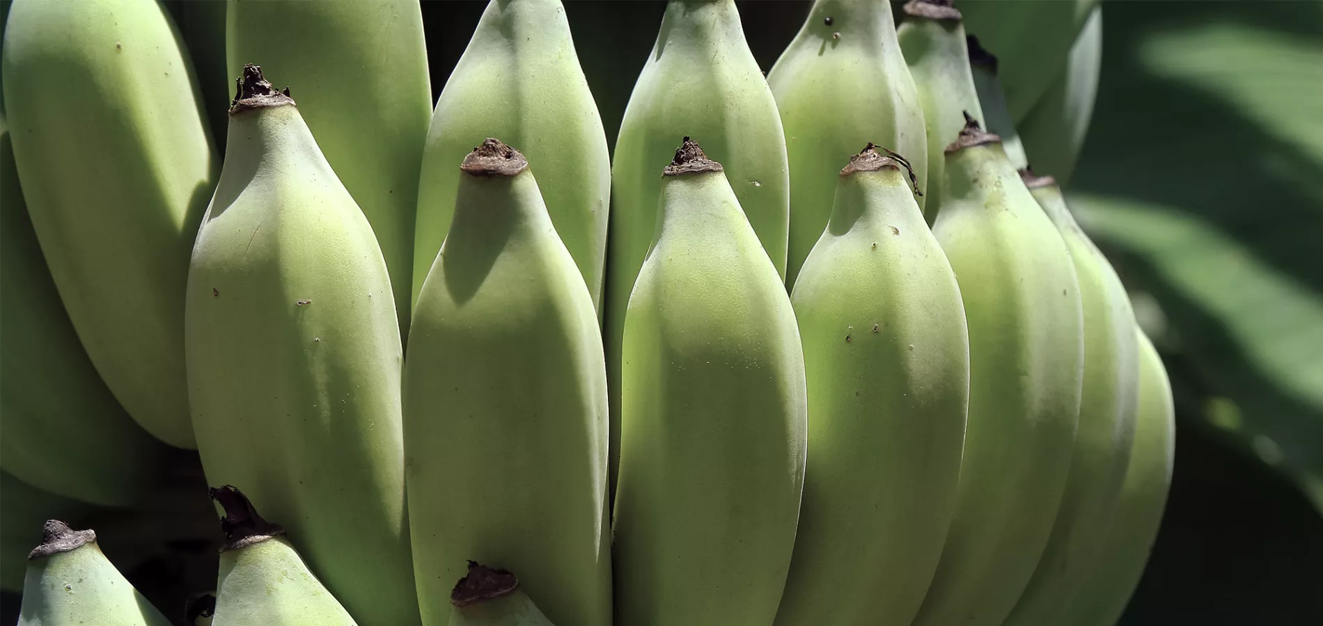 Banana close up