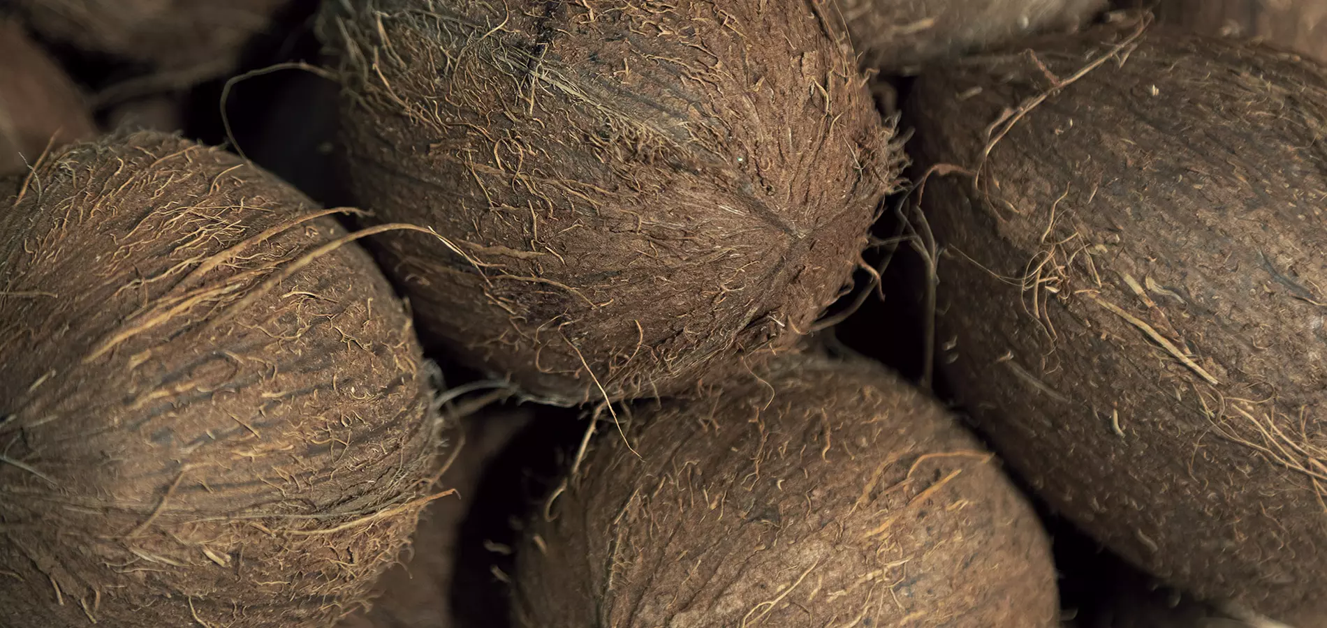 Coconut close up