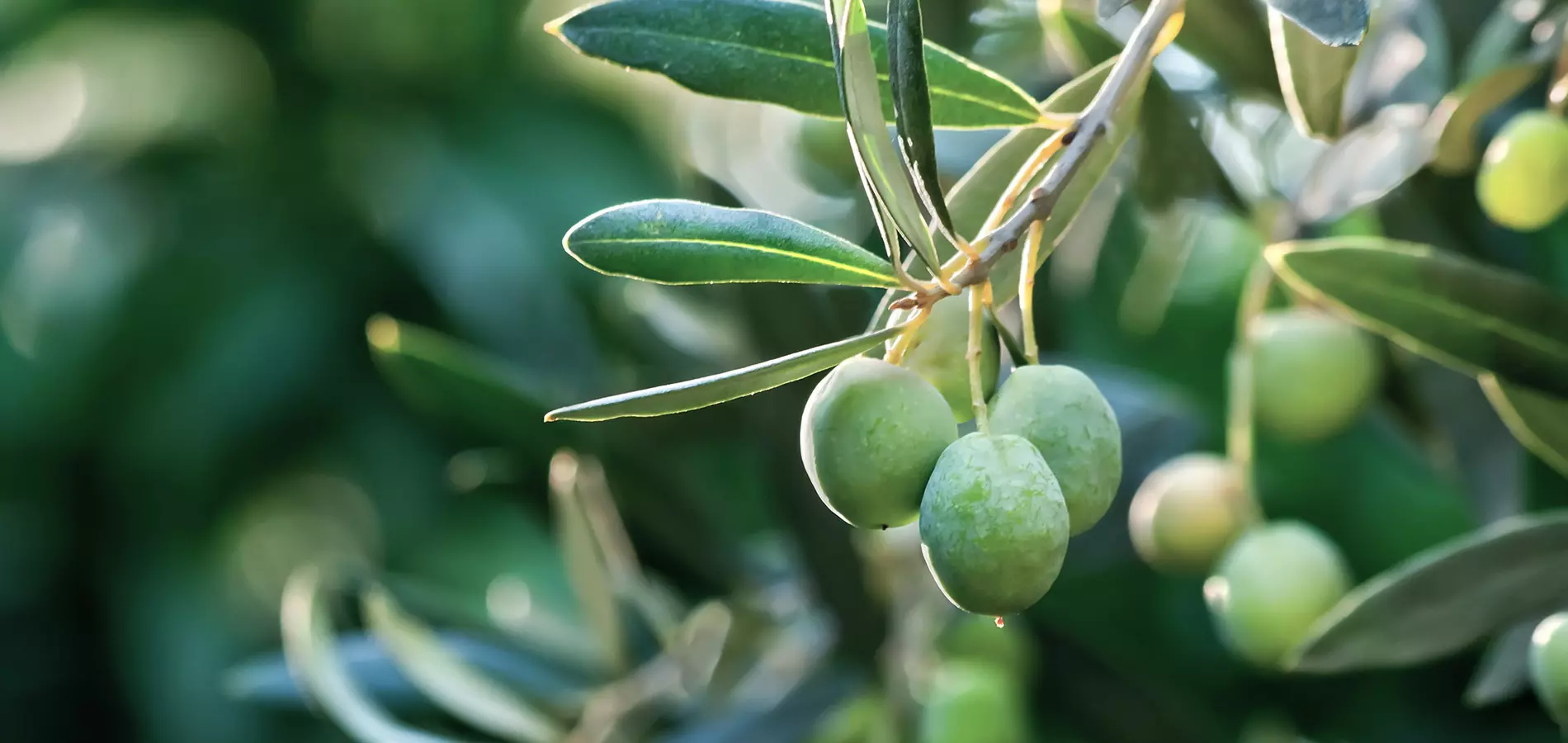 Olive close up