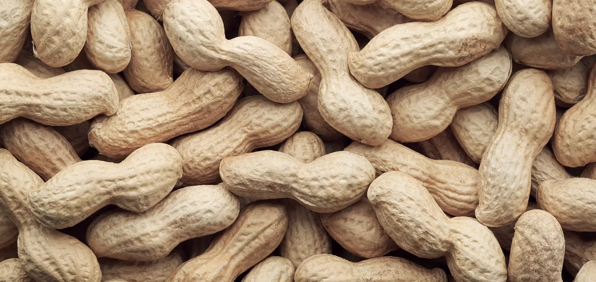 Peanuts close up