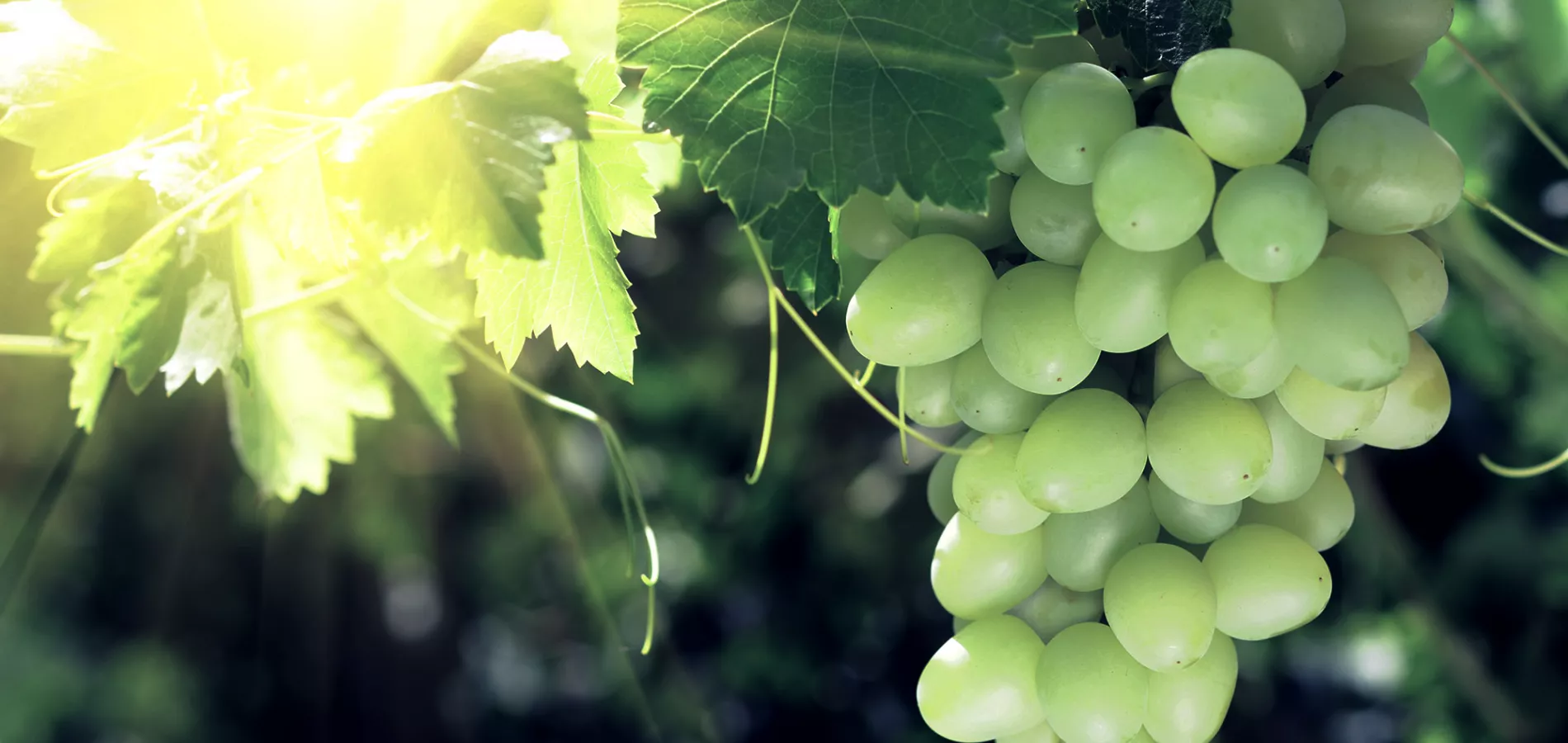 Table grapes close up