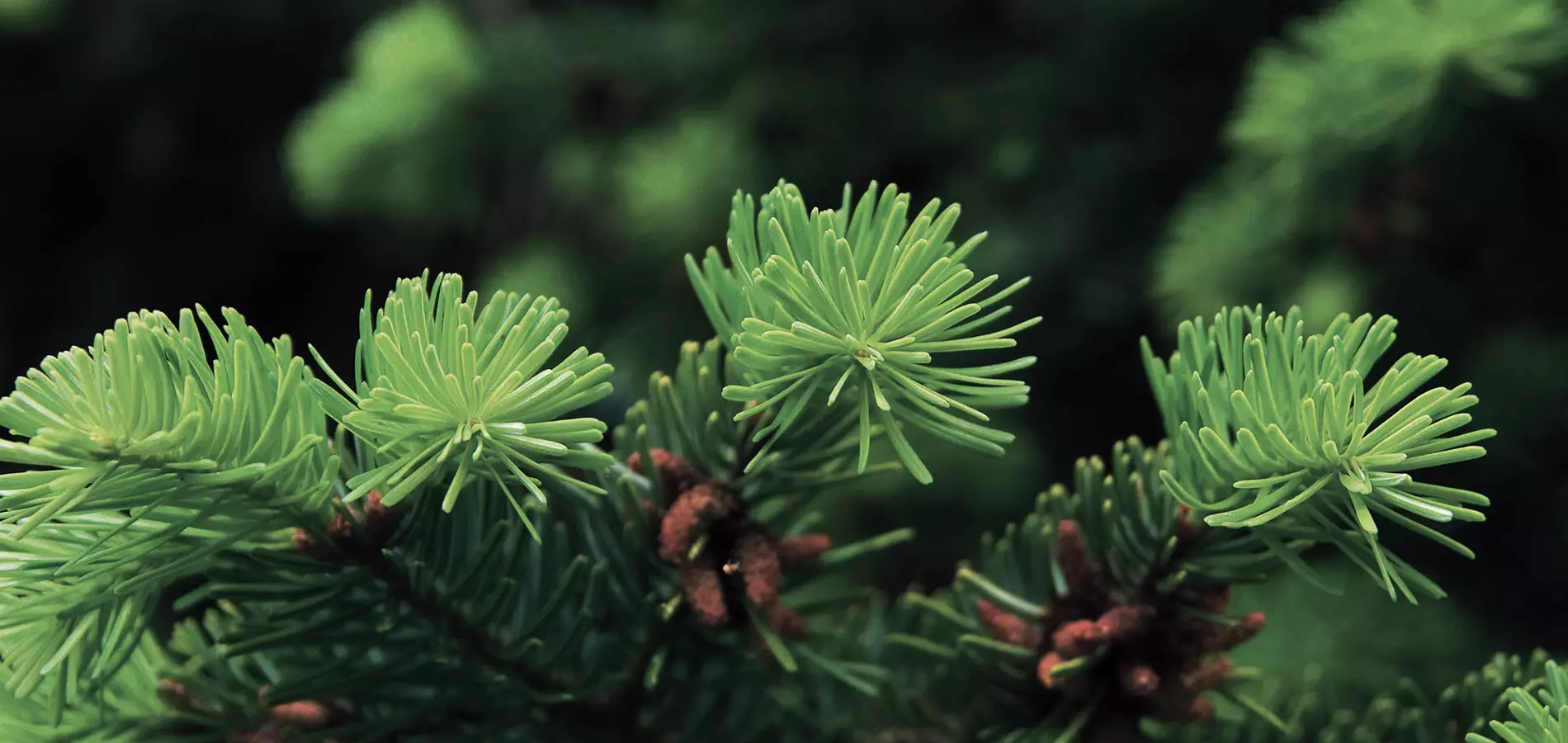 Nursery for trees close up