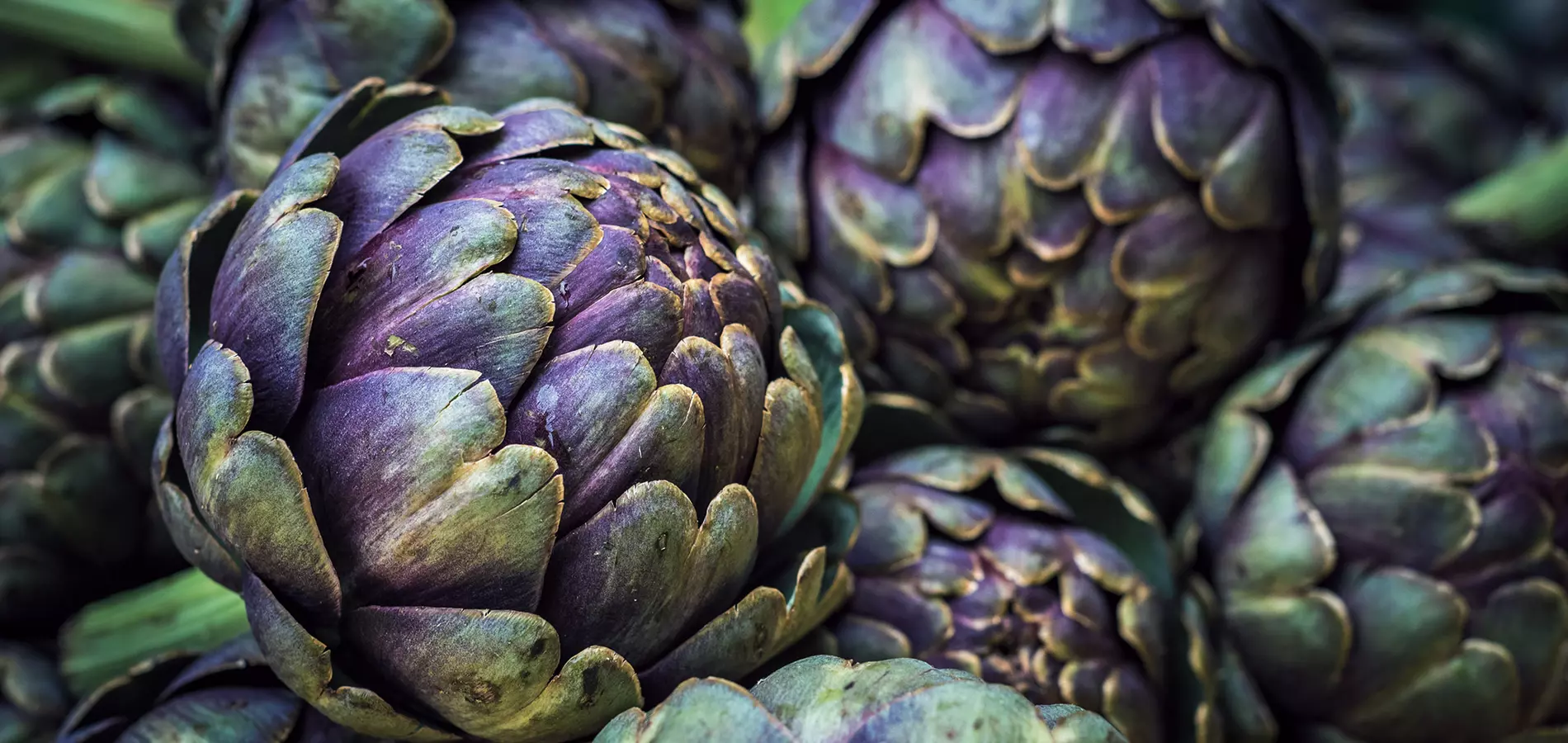 Artichoke close up