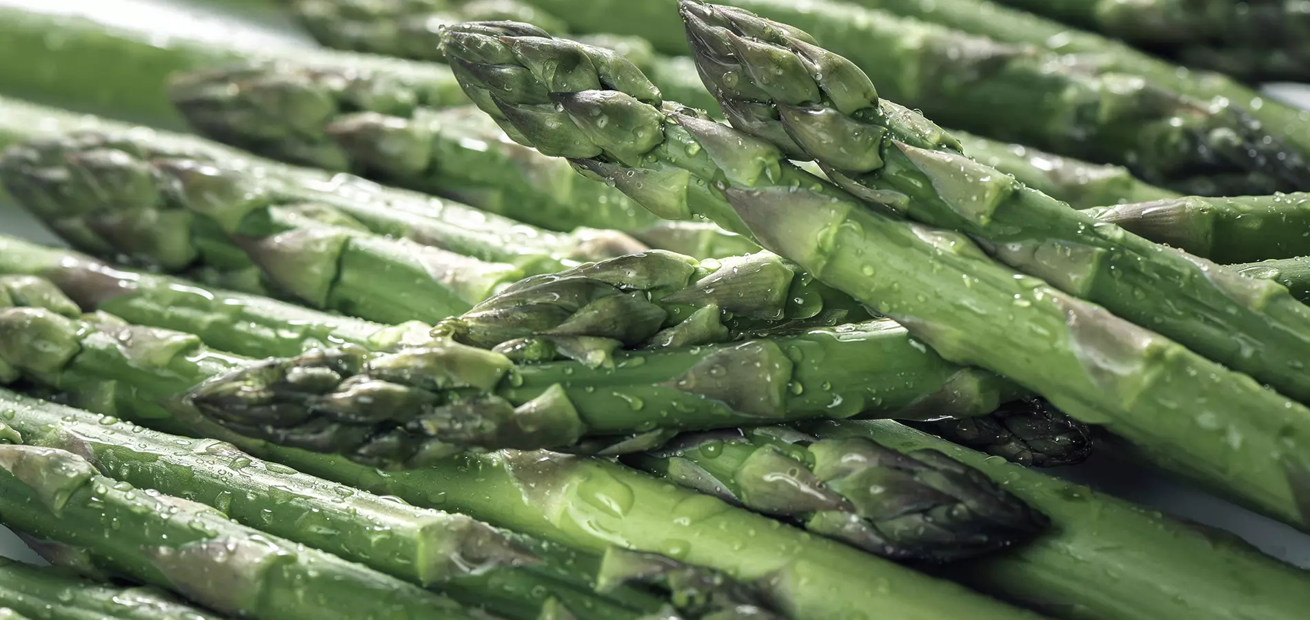Asparagus close up