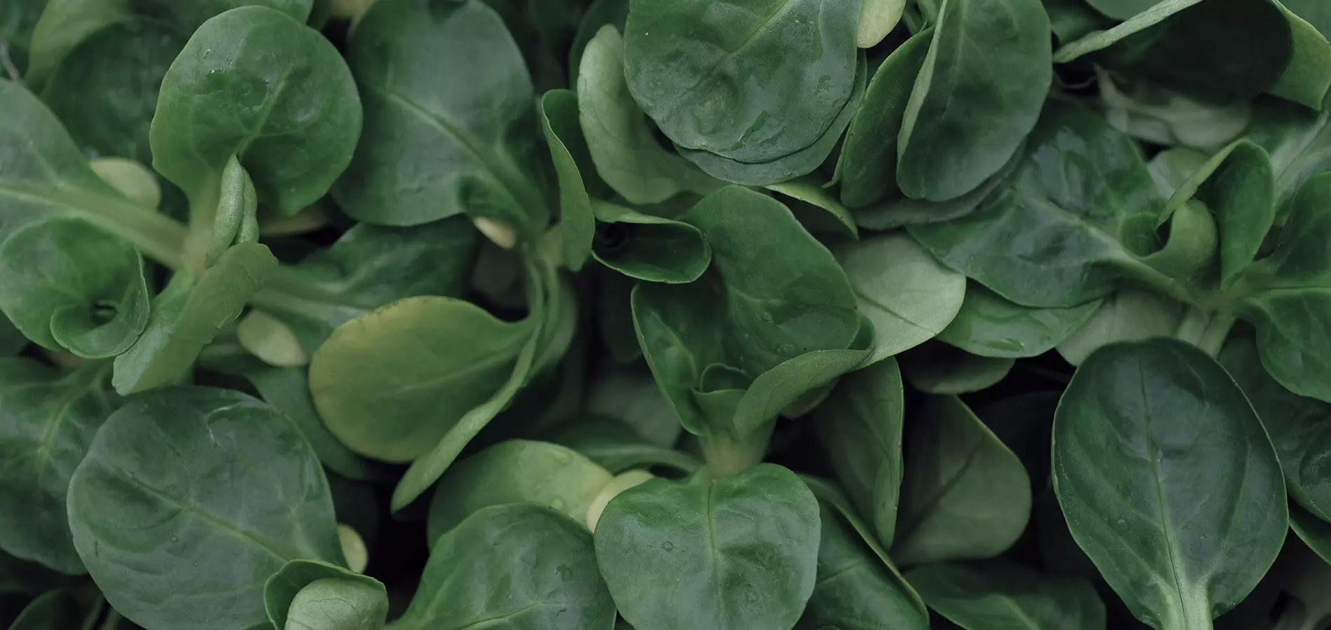 Baby leaves close up