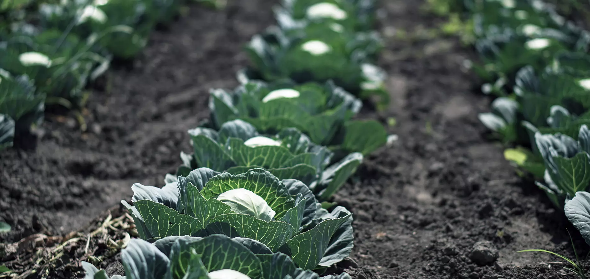 Cabbages production