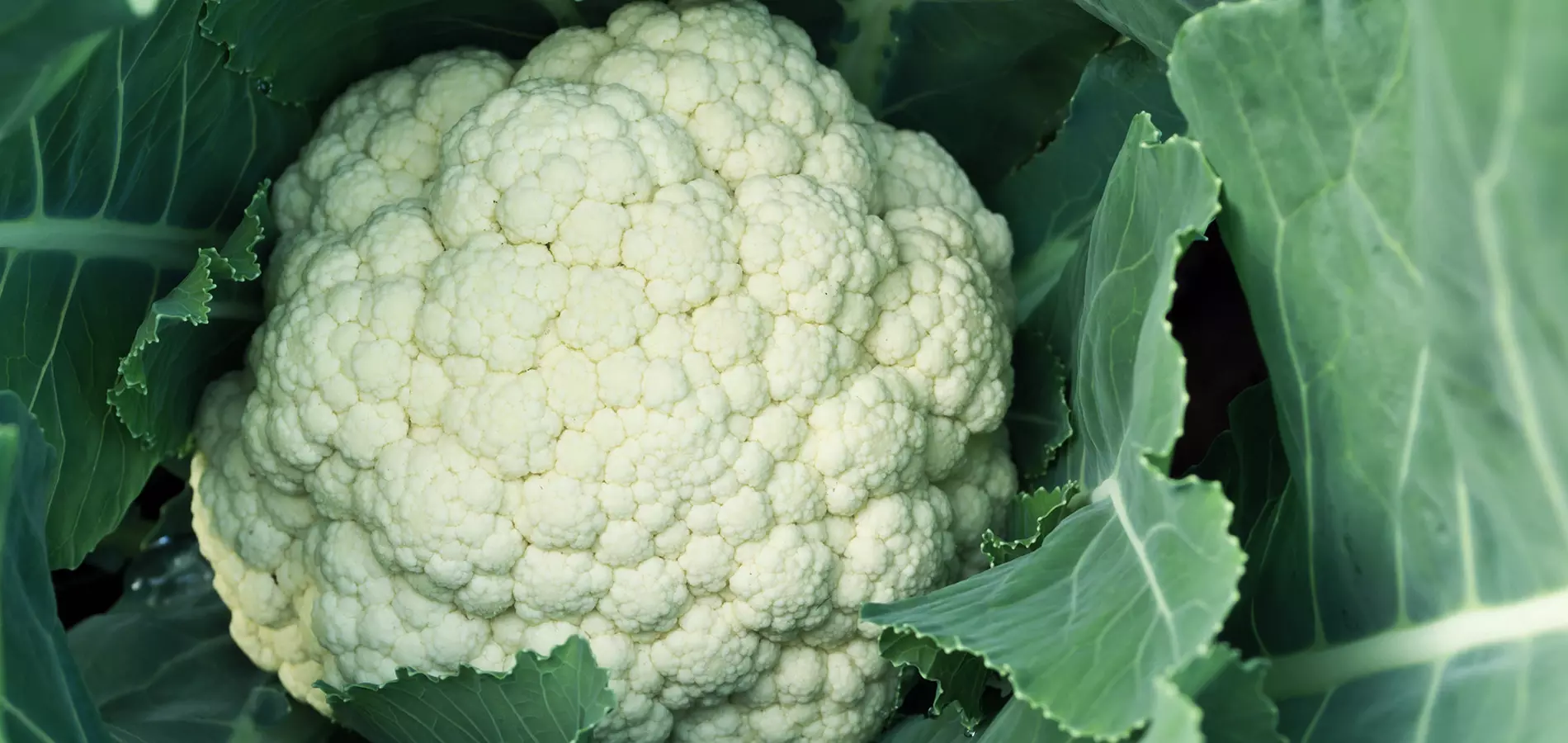 Cabbages close up