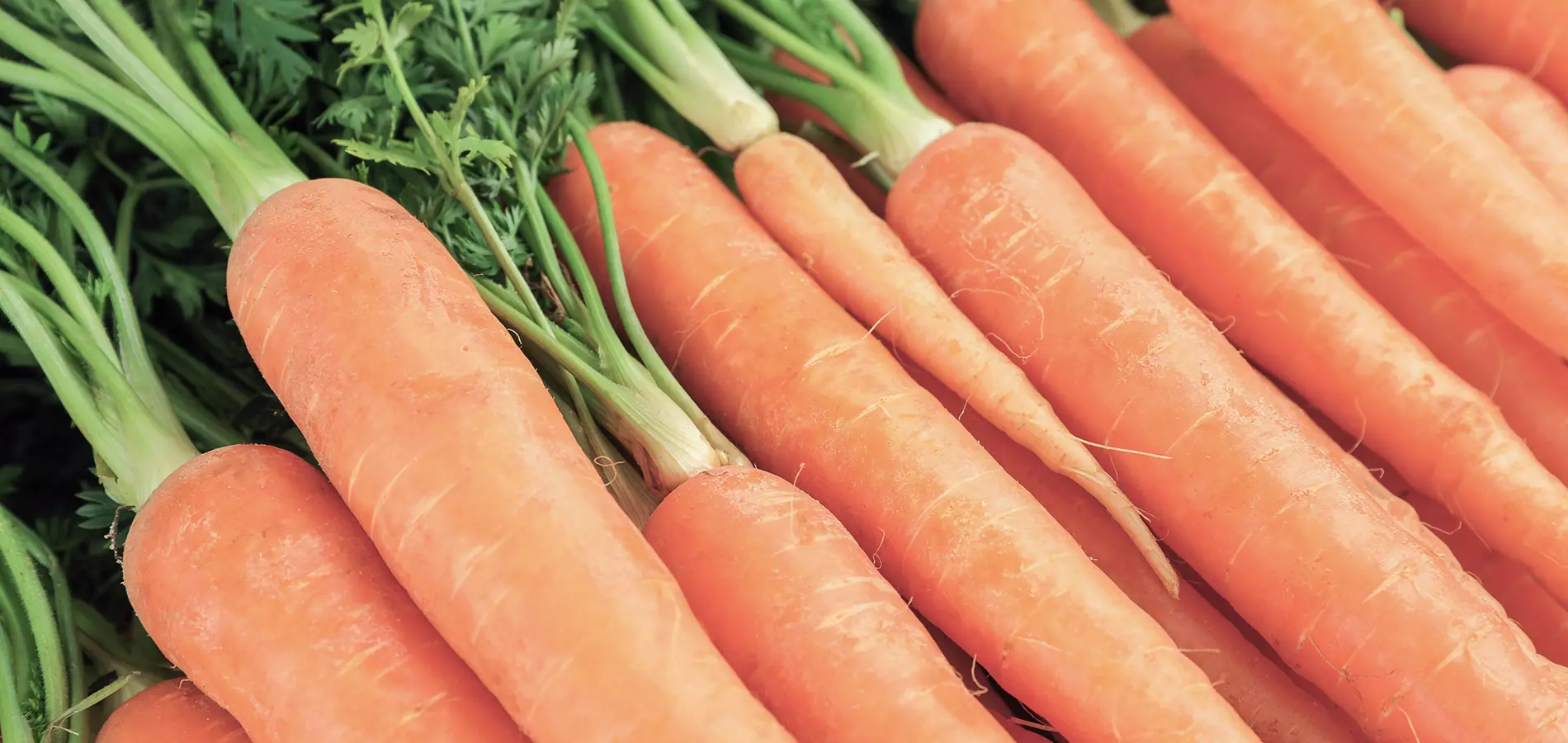 Carrots close up