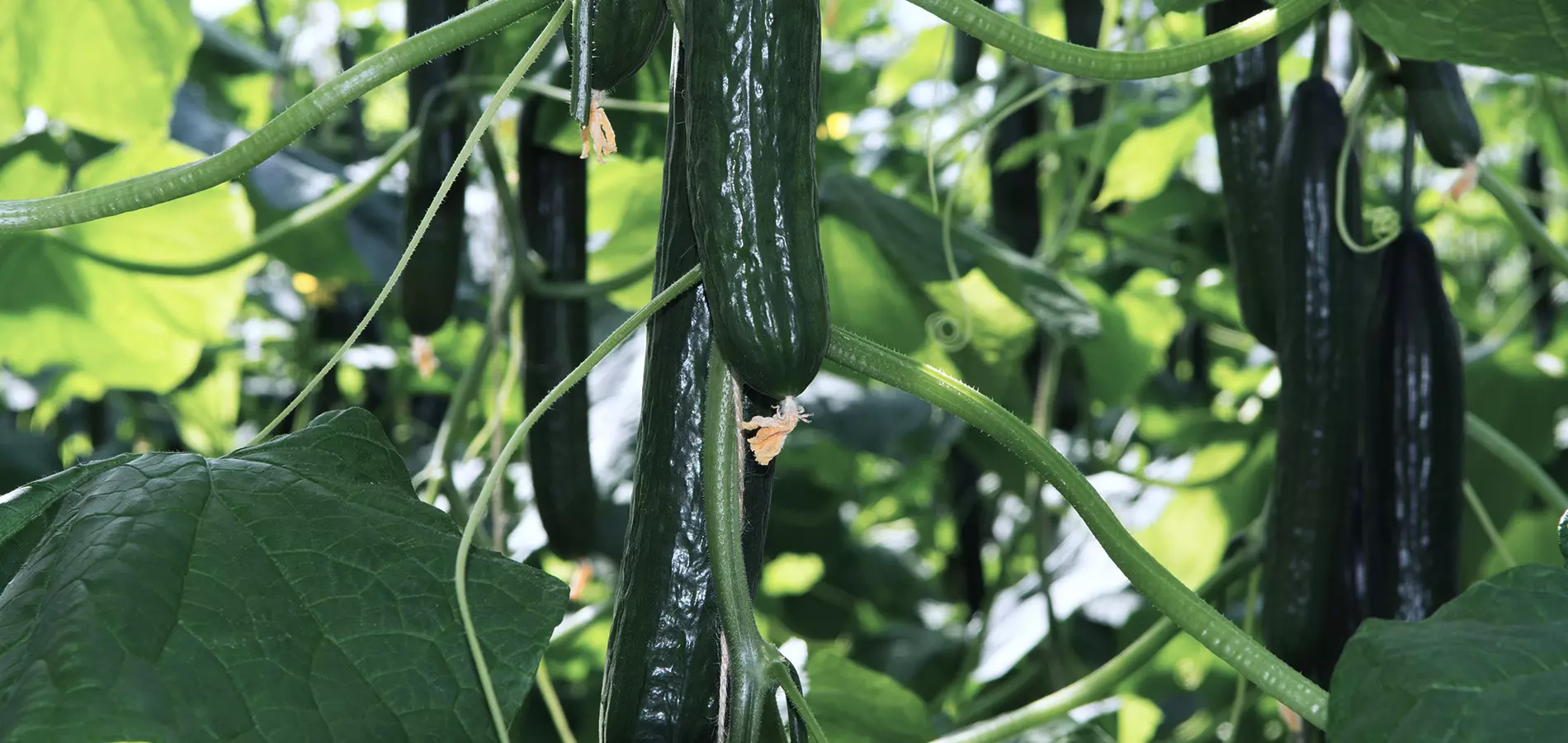 Cucumber close up