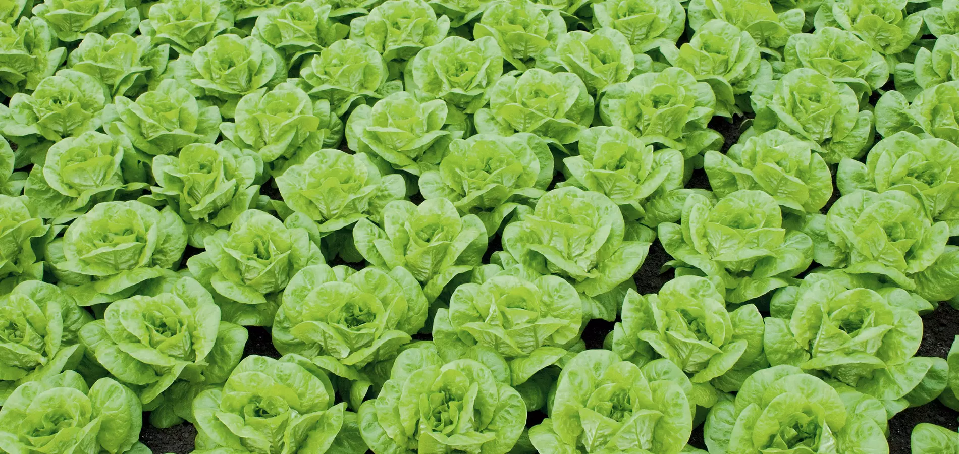 Lettuce production