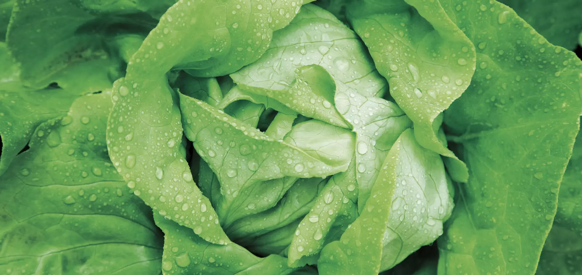 Lettuce close up