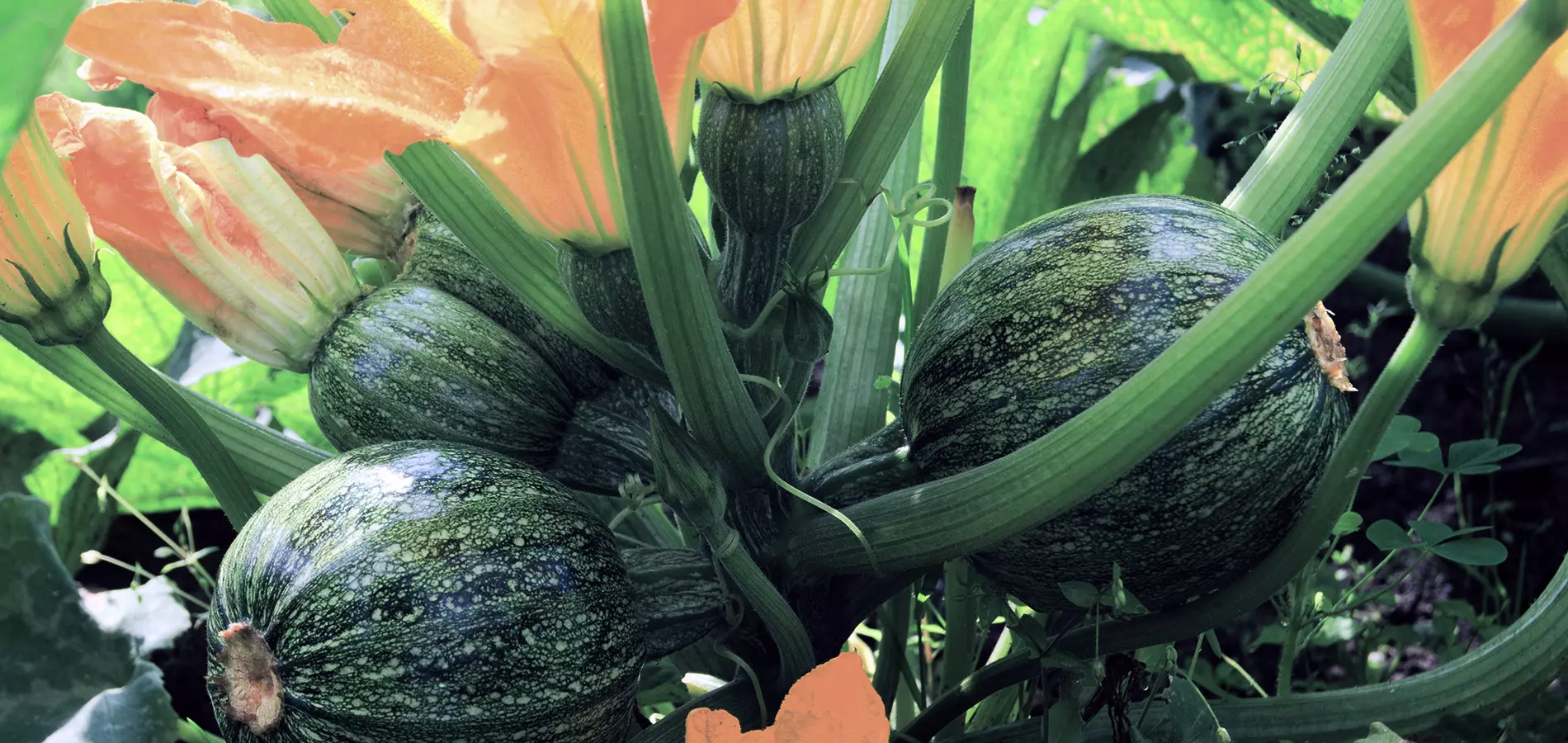 Zucchini close up