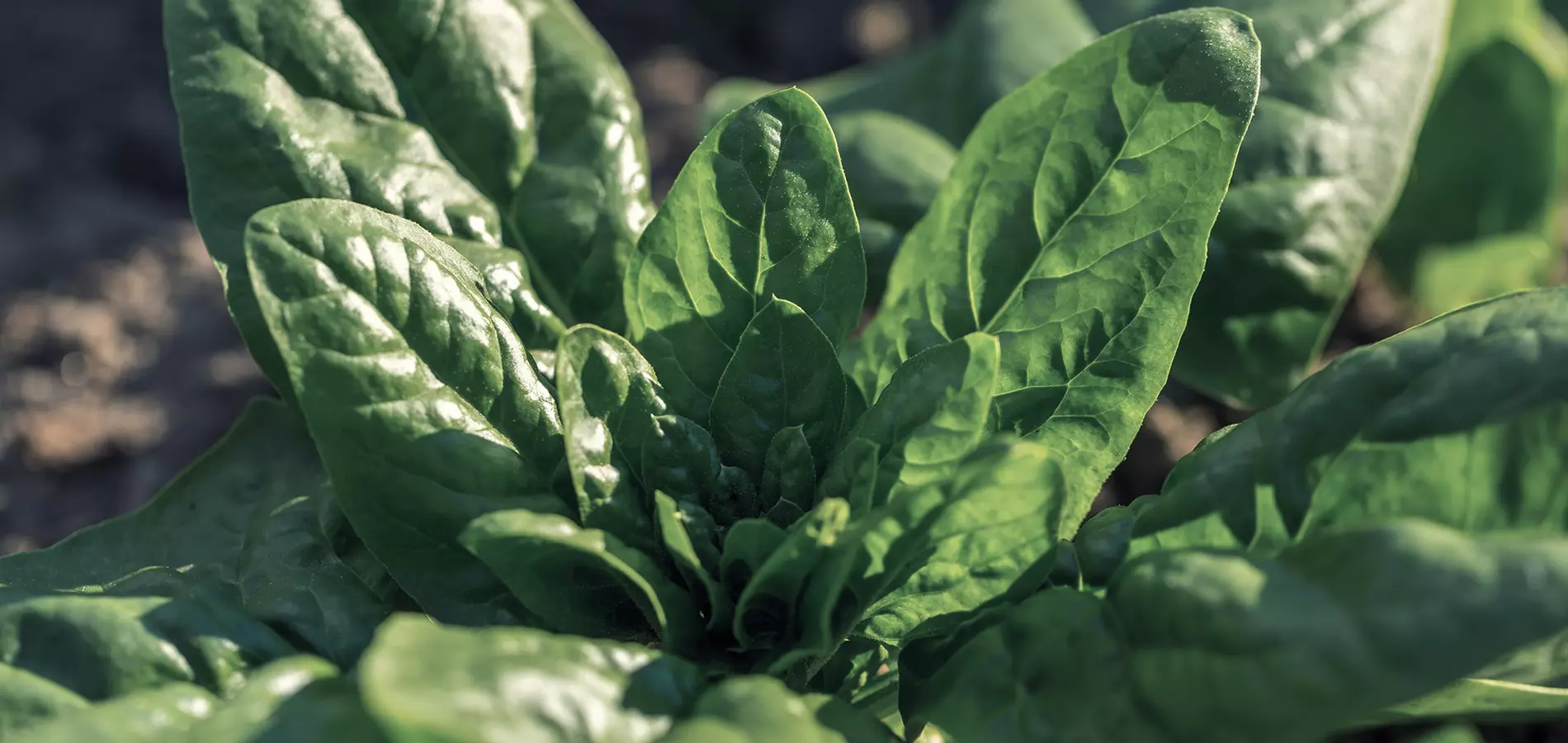 Spinach close up