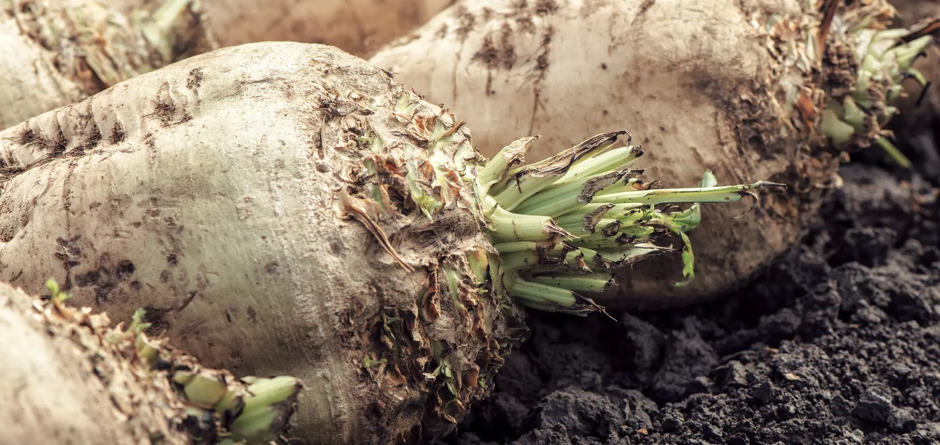 sugar beet close up a