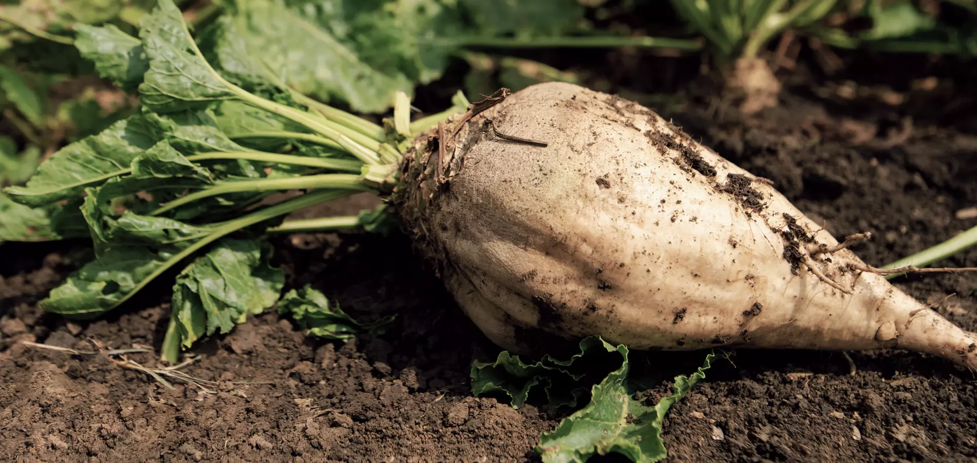 sugar beet close up b