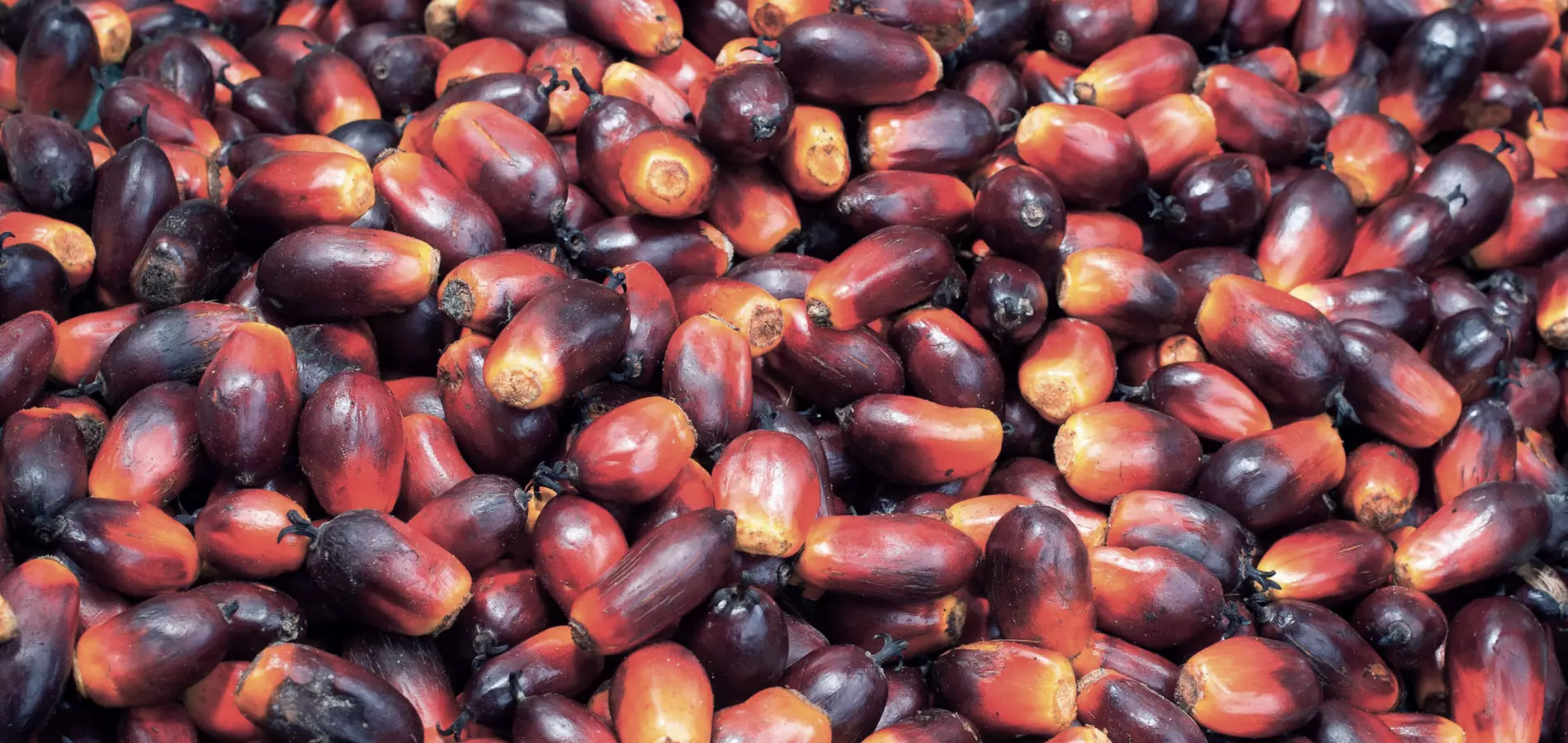 Oil palm fruit close up