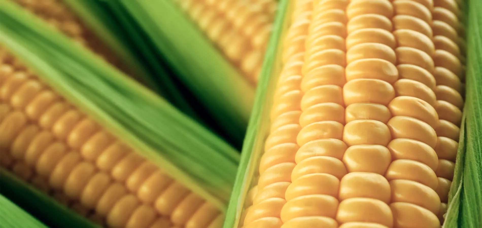 Crops Corn