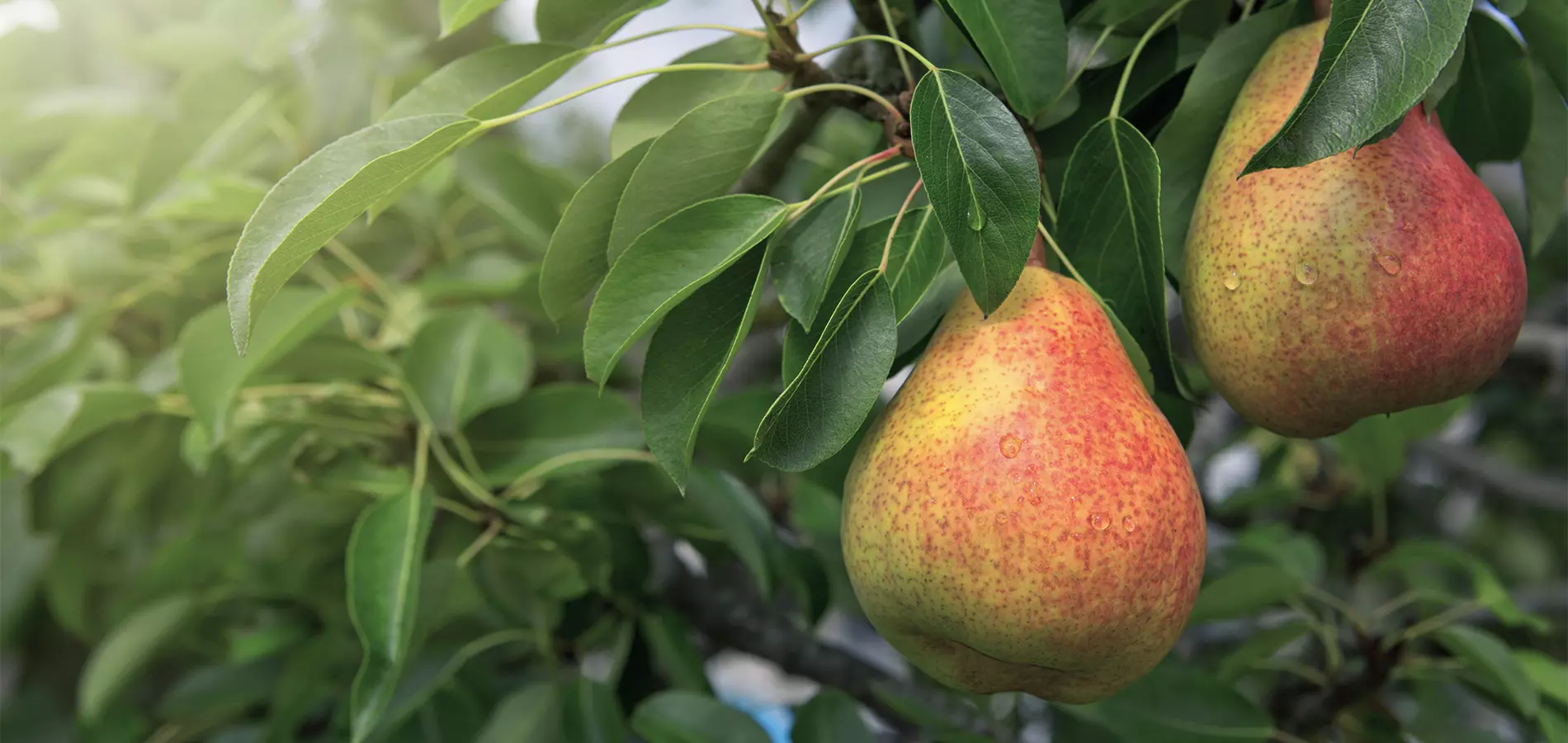 fruits-pear-title