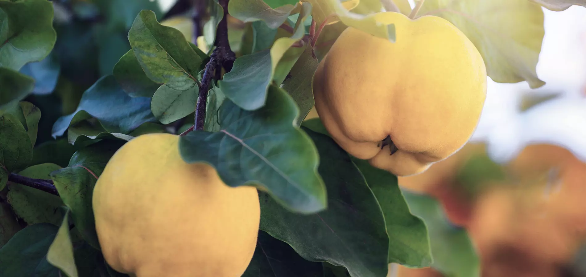 fruits-quince-title