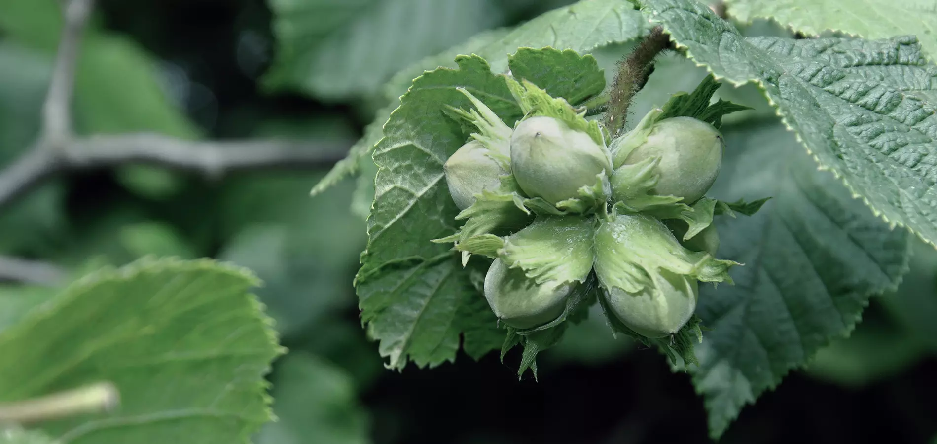 fruits-hazelnut-title