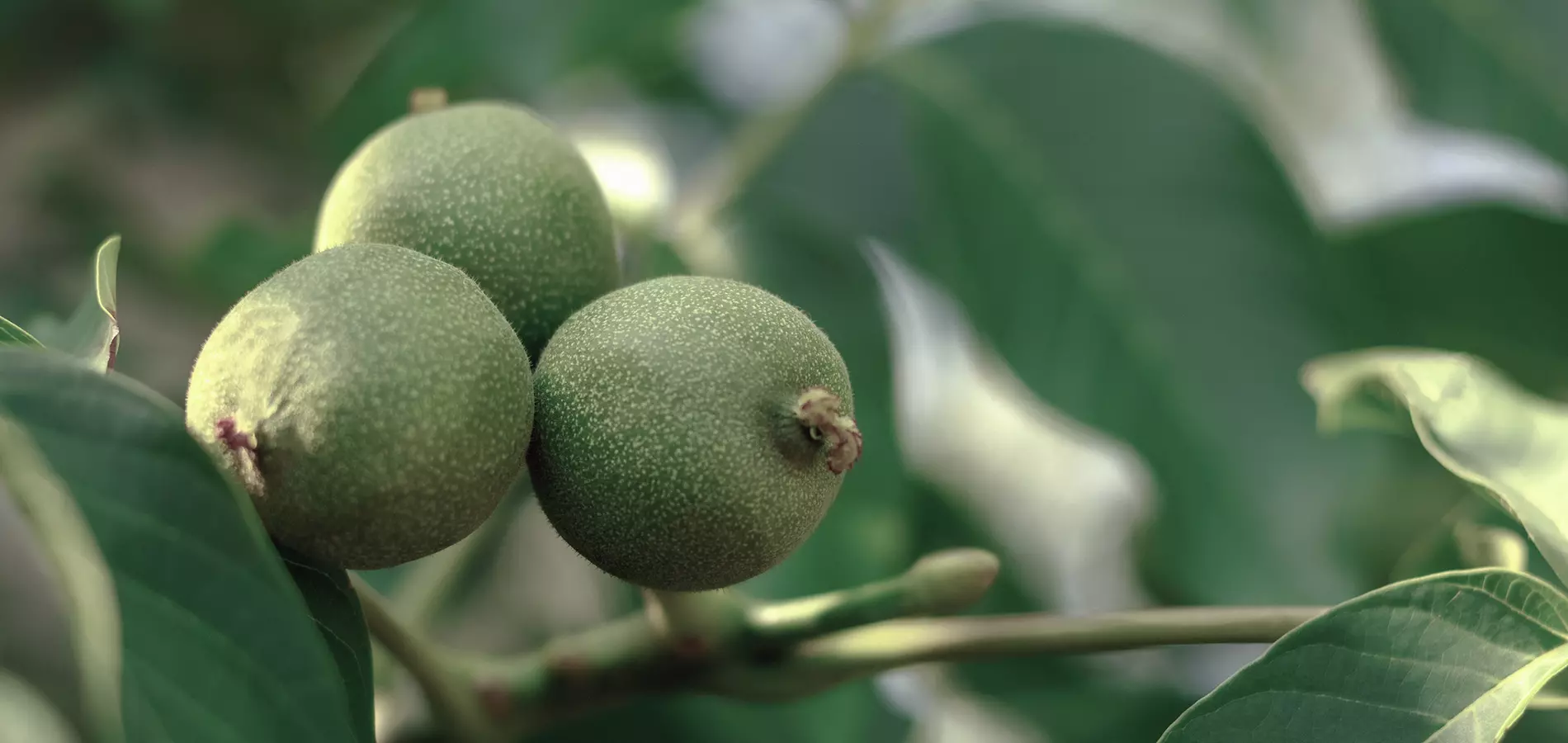 fruits-walnut-title