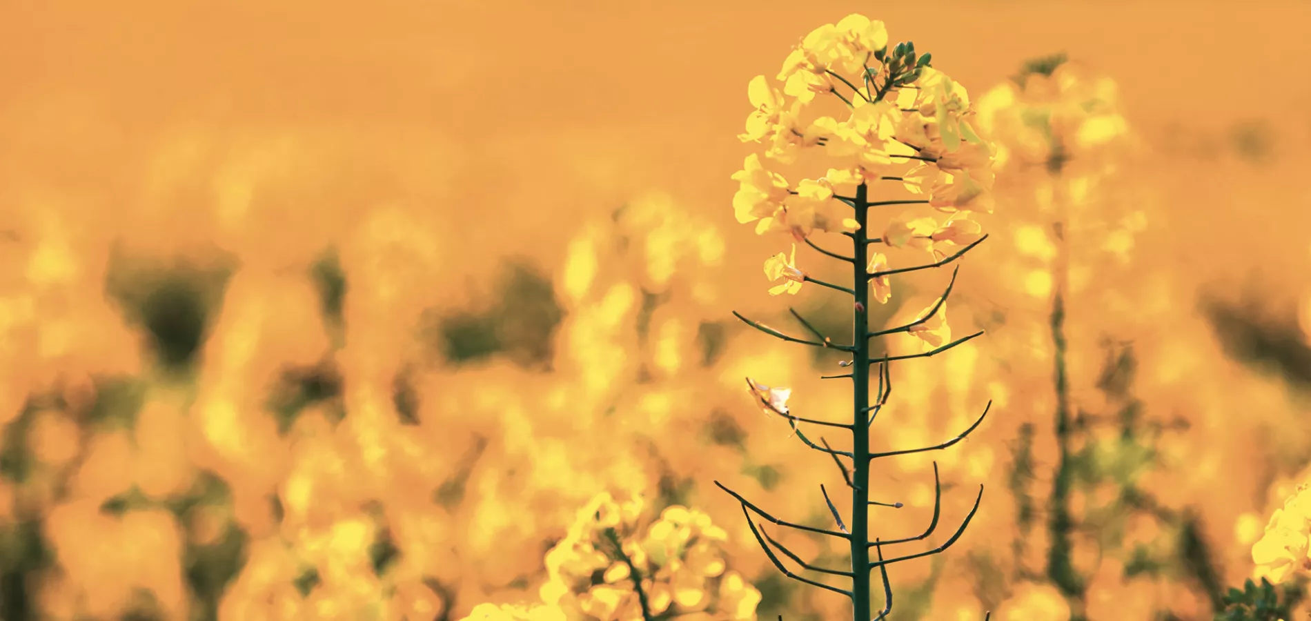 field crops rapeseed_title