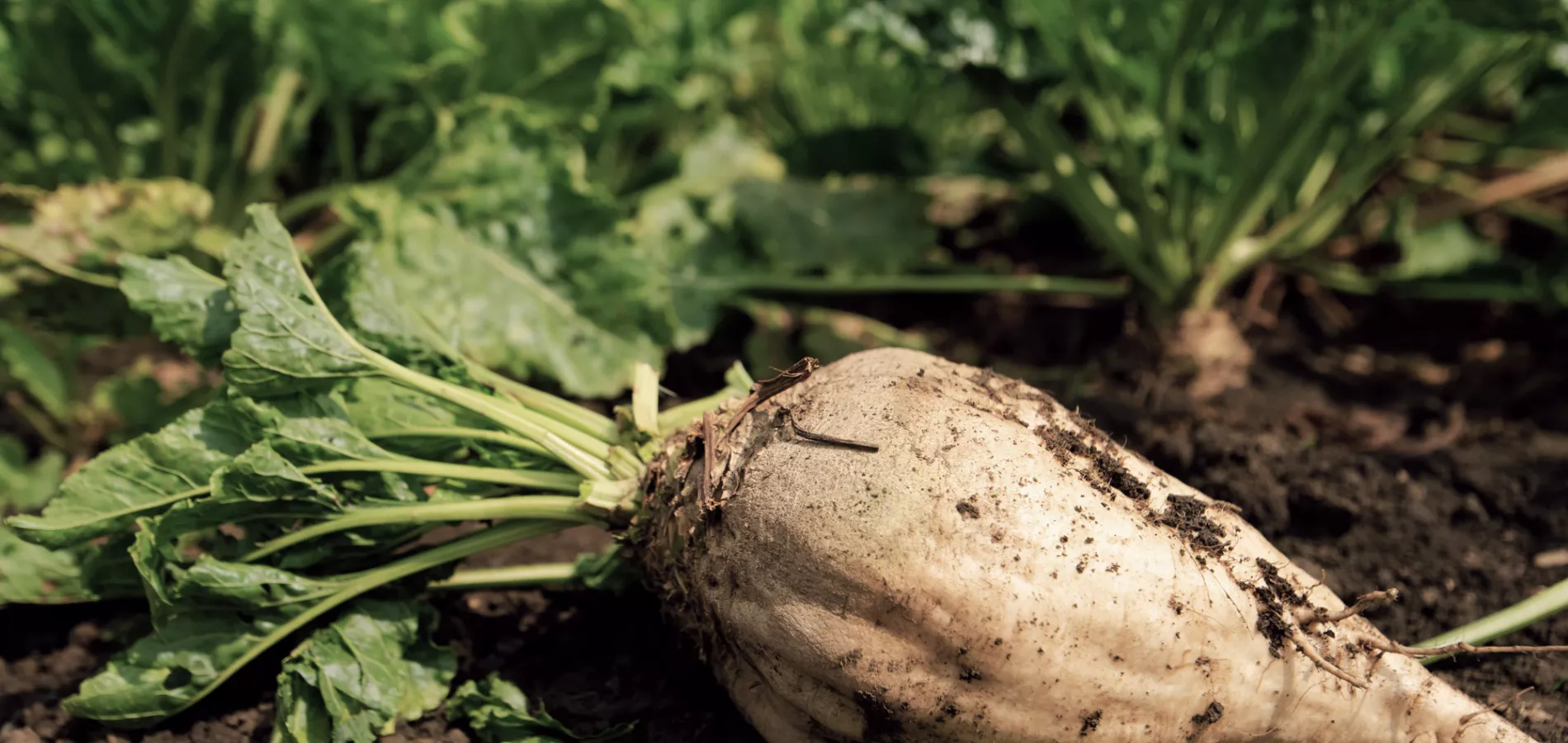 field crops sugar beet_title