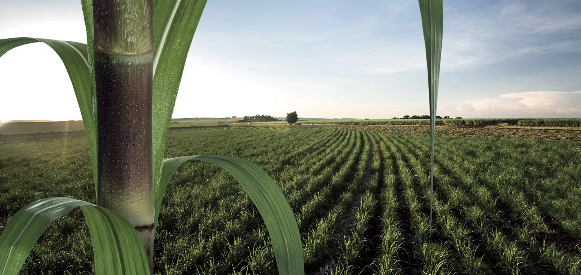 field crops sugarcane_title