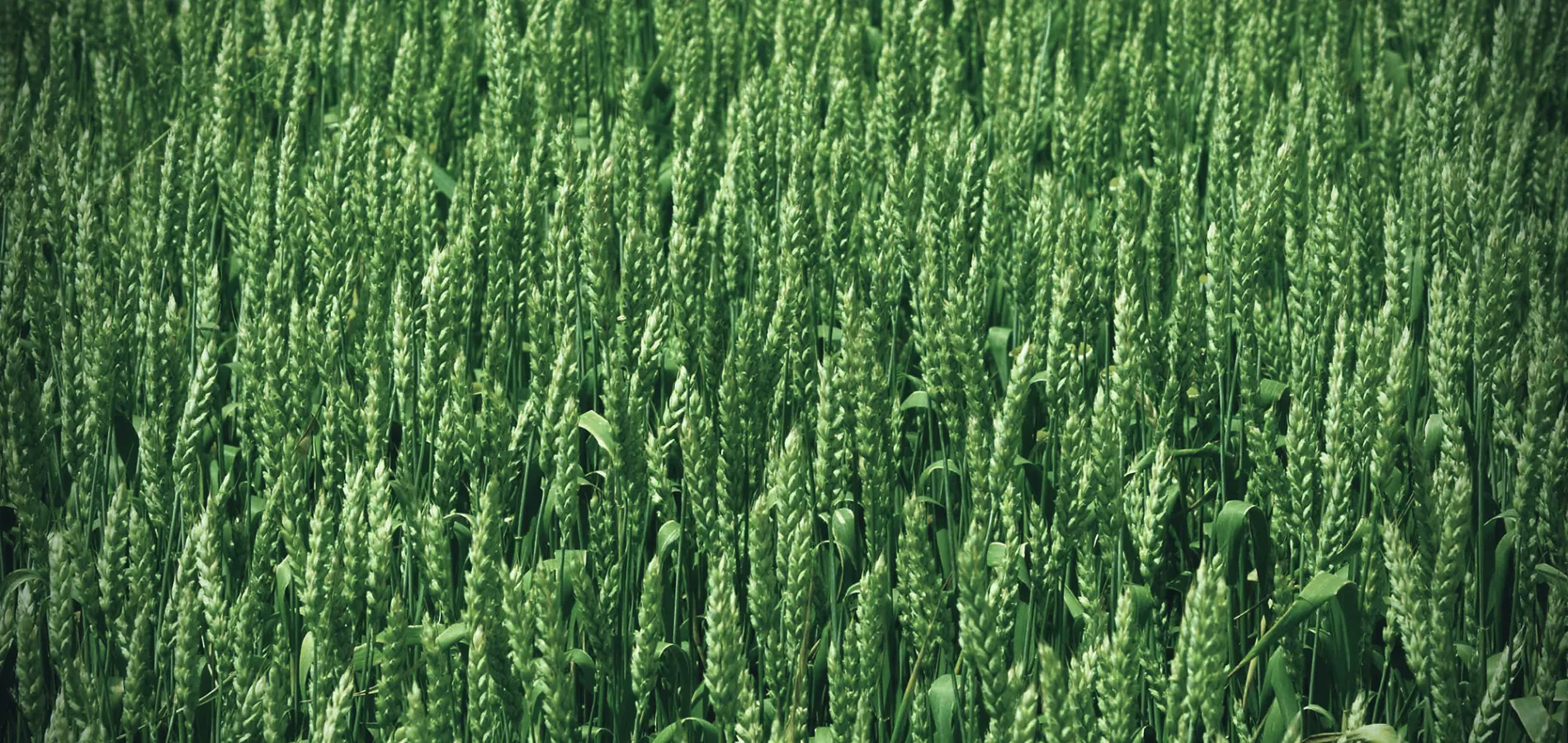 field crops wheat_title