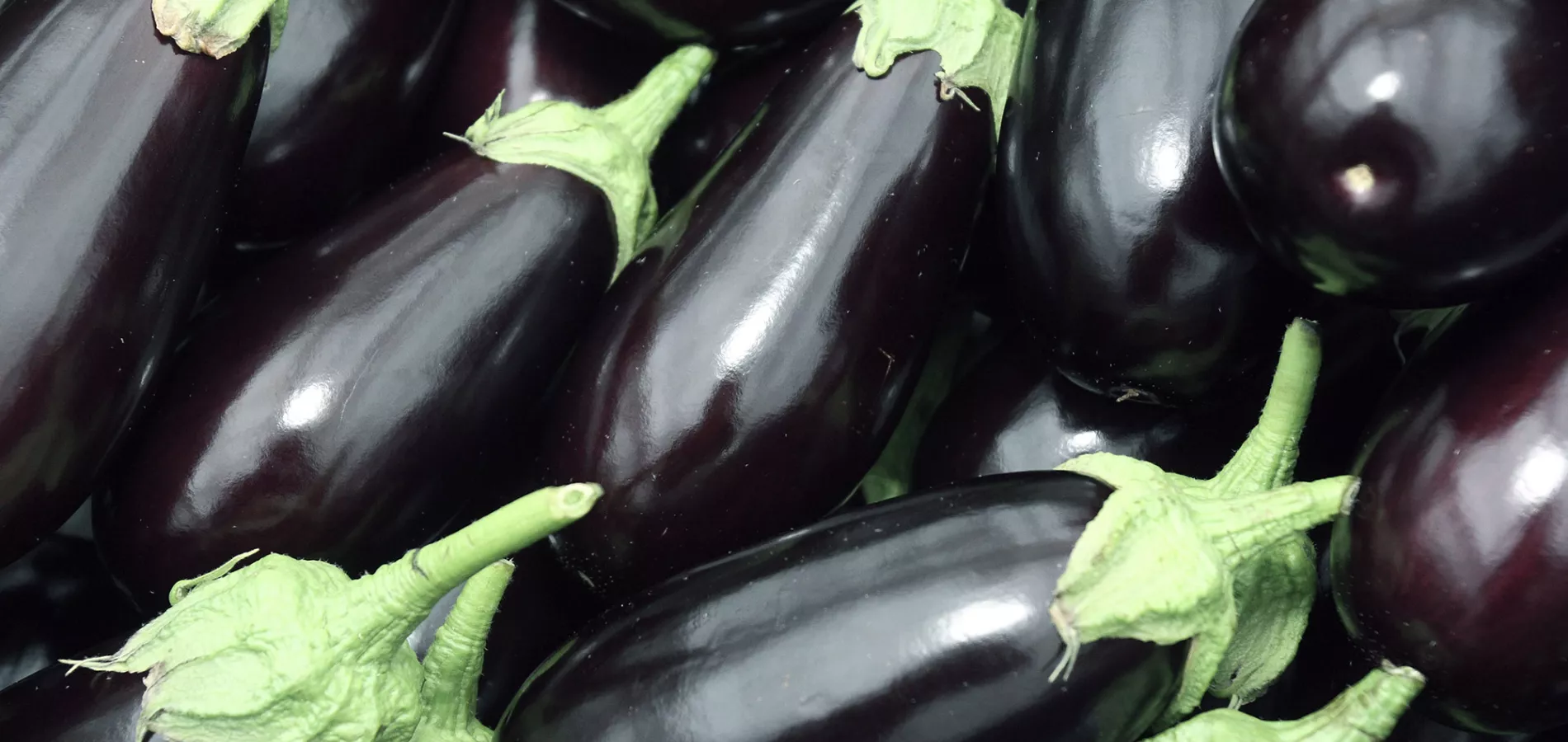 vegetables-aubergine-title