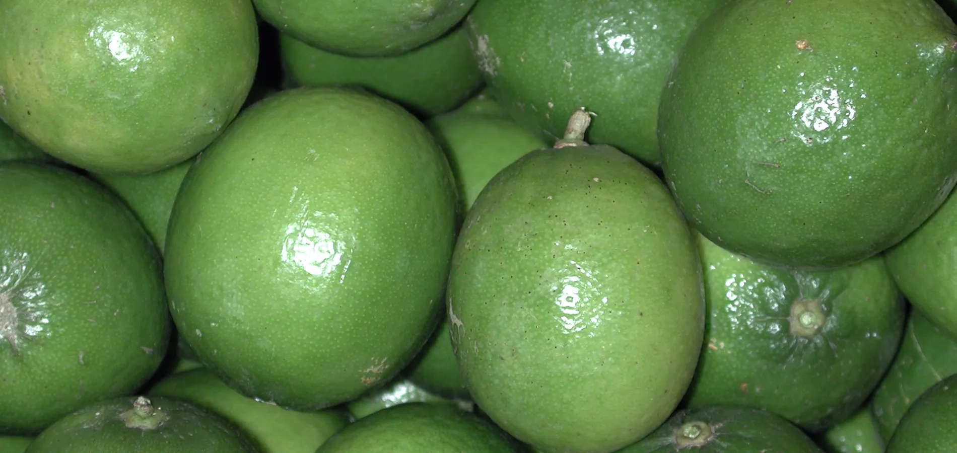 fruits citrus-title